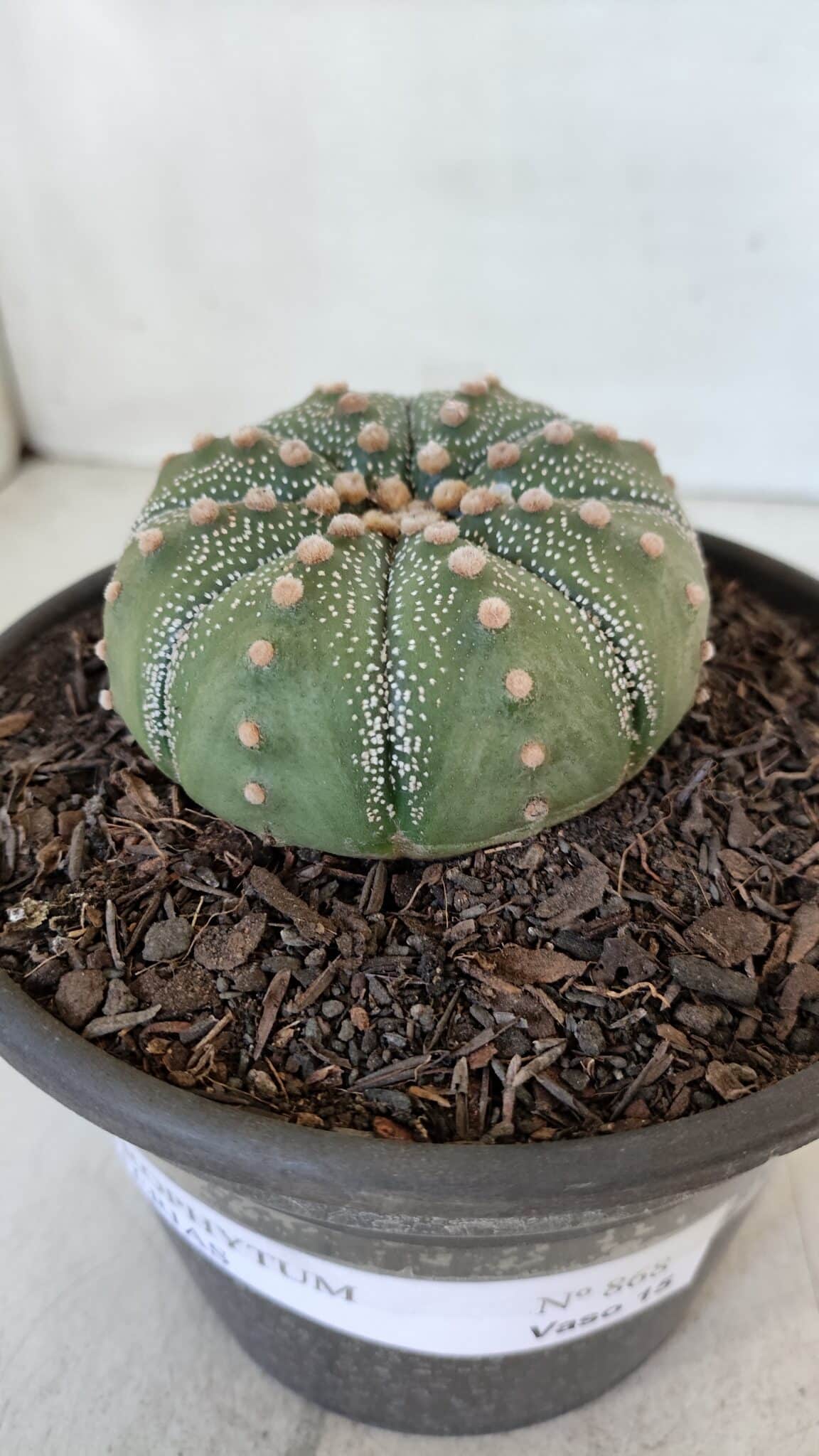ASTROPHYTUM ASTERIAS Nº 868 – vaso 15