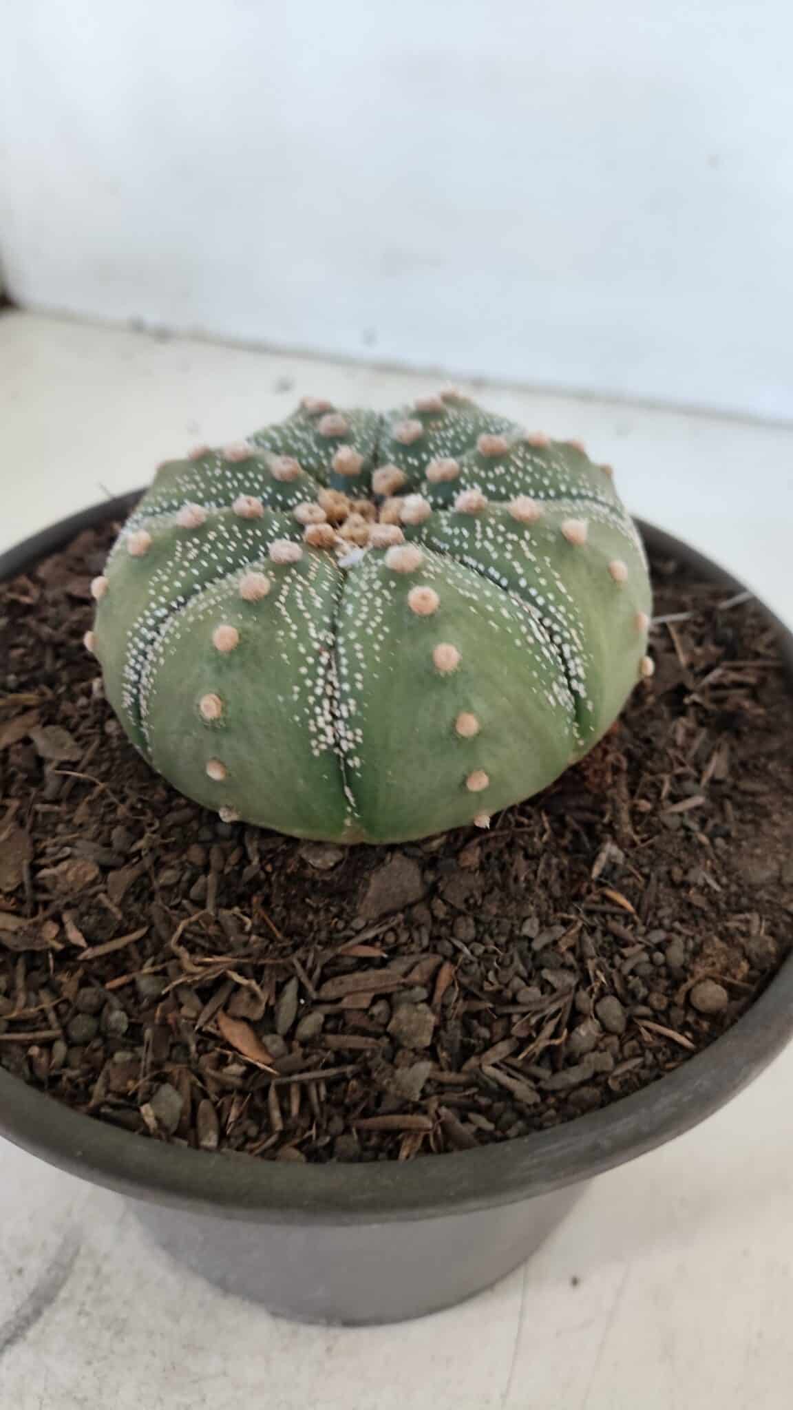 ASTROPHYTUM ASTERIAS Nº 868 – vaso 15