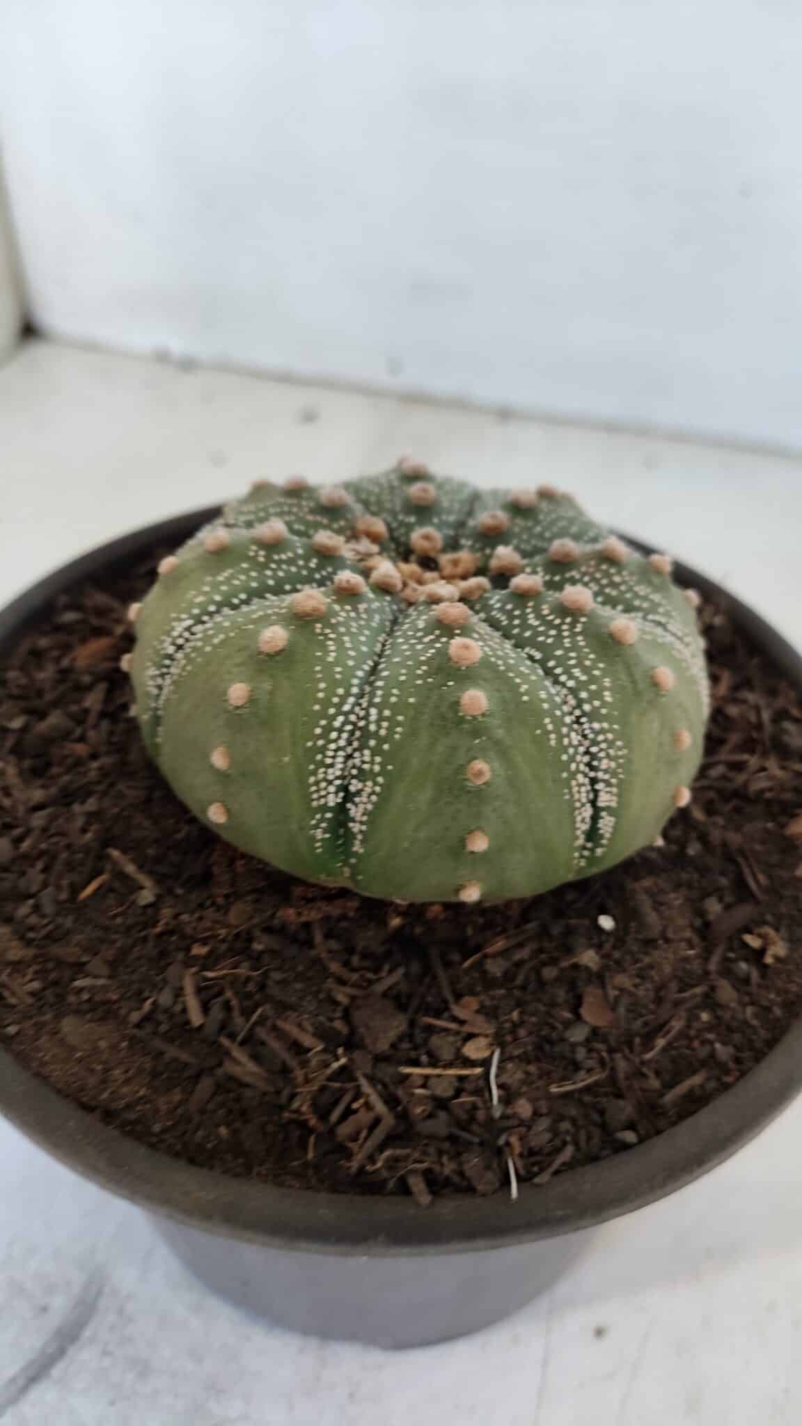 ASTROPHYTUM ASTERIAS Nº 868 – vaso 15