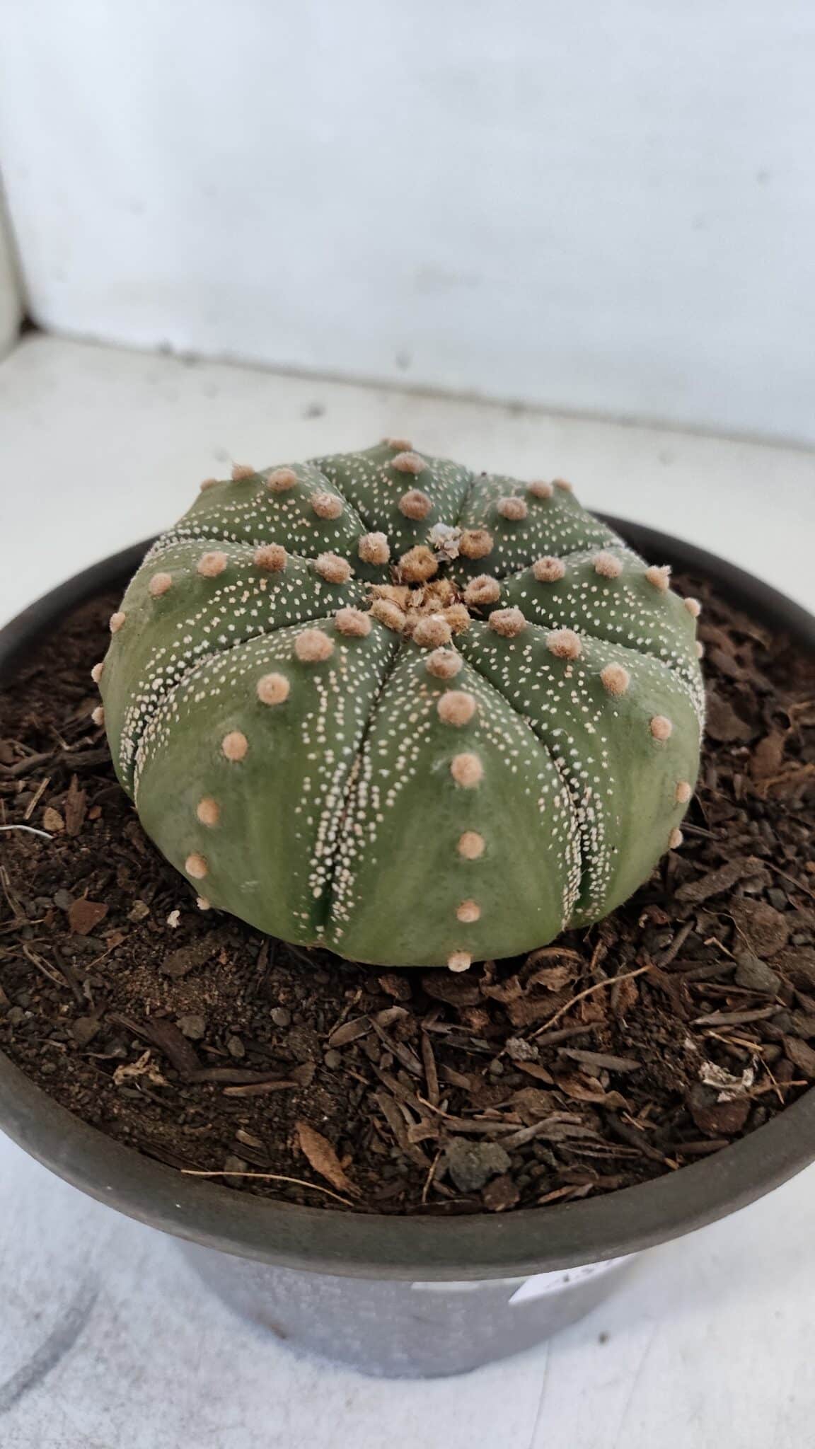 ASTROPHYTUM ASTERIAS Nº 868 – vaso 15