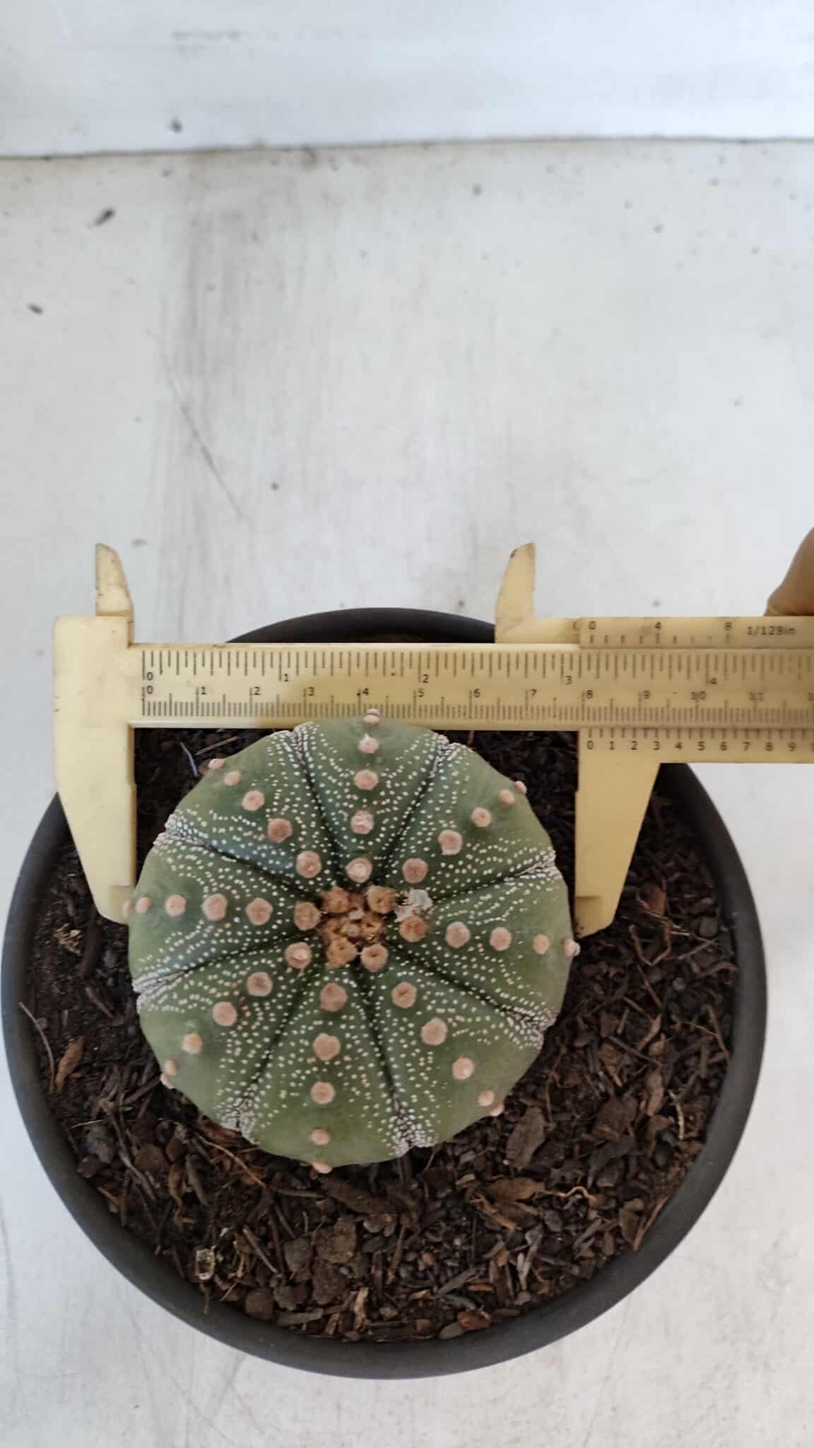 ASTROPHYTUM ASTERIAS Nº 868 – vaso 15