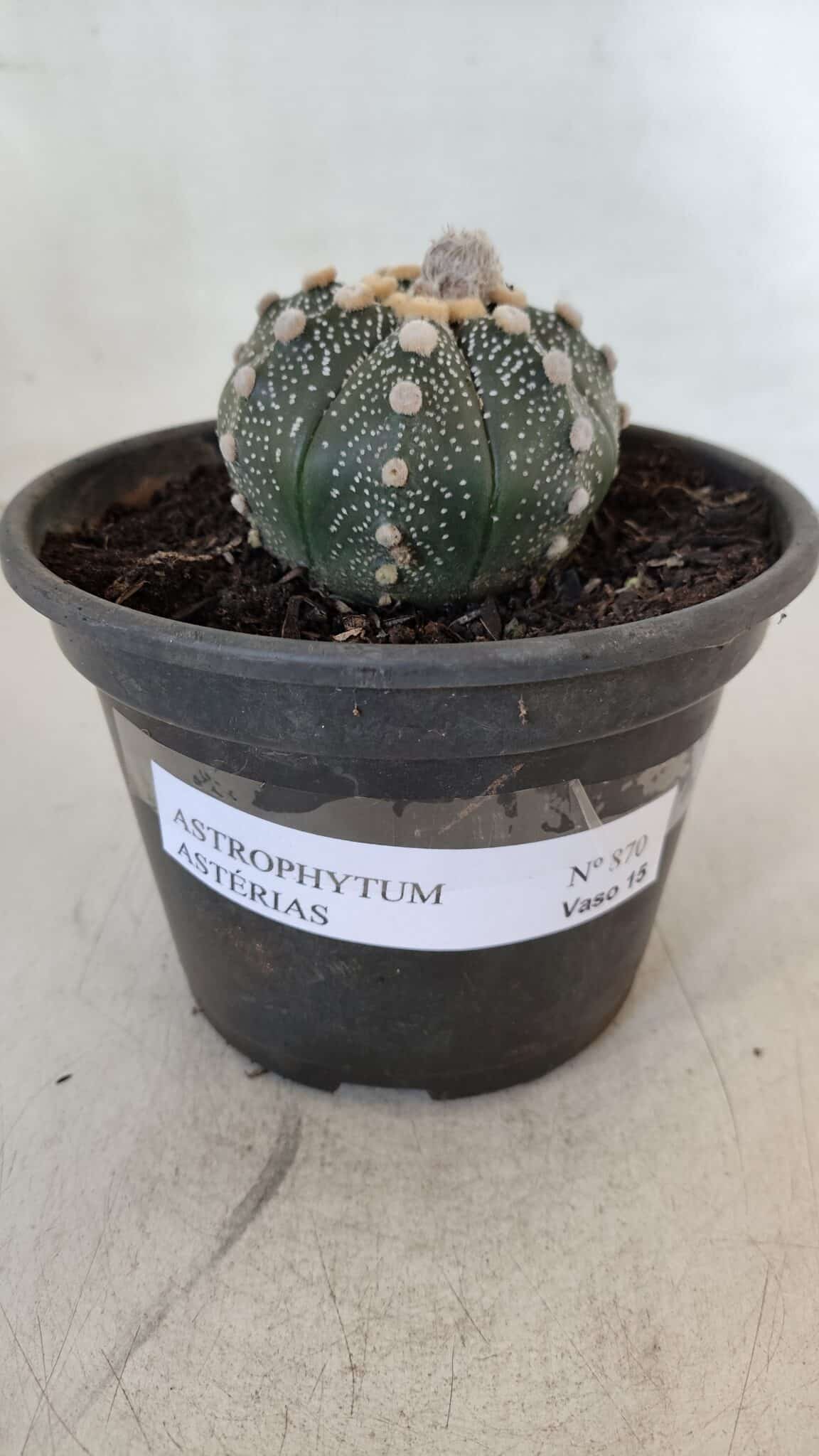 MATRIZ ASTROPHYTUM ASTERIAS Nº 870 – vaso 15 - foto 4