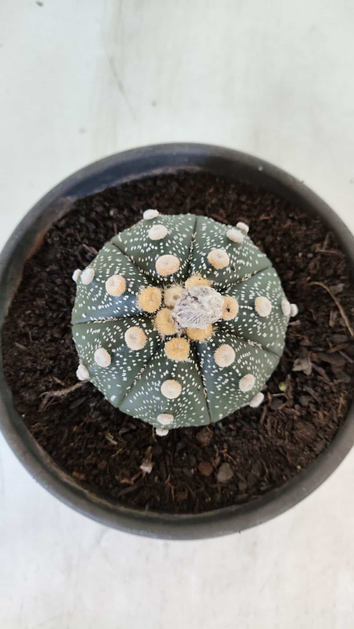 MATRIZ ASTROPHYTUM ASTERIAS Nº 870 – vaso 15 - foto 5