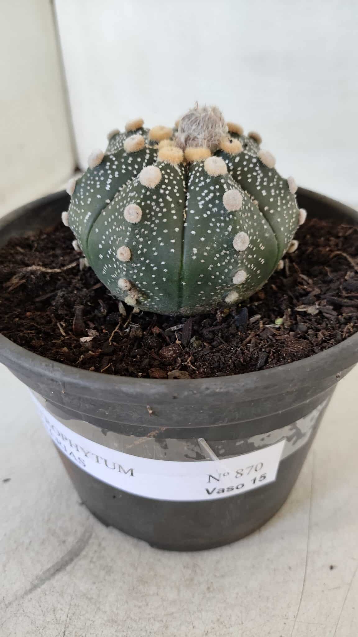 MATRIZ ASTROPHYTUM ASTERIAS Nº 870 – vaso 15 - foto 12