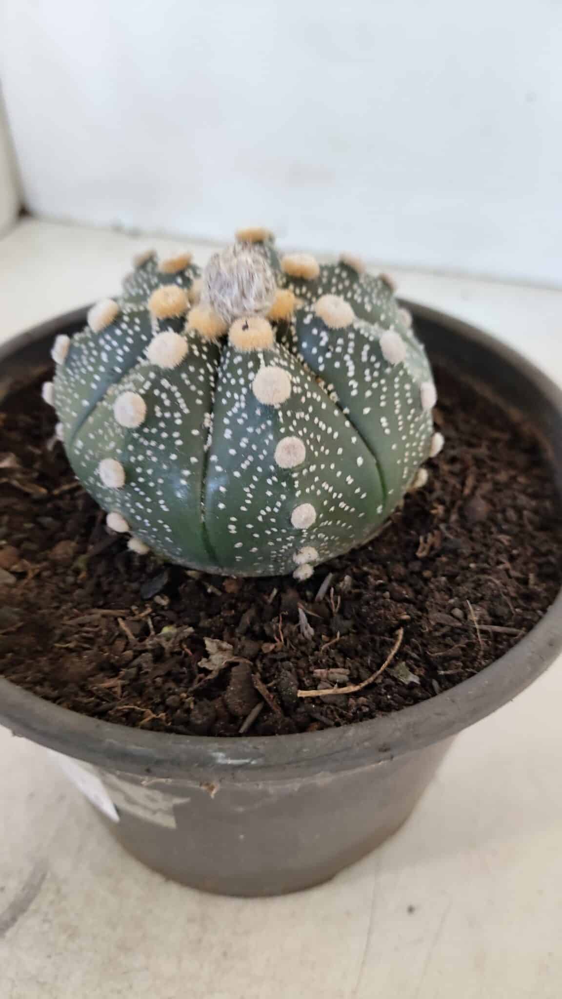 MATRIZ ASTROPHYTUM ASTERIAS Nº 870 – vaso 15 - foto 11