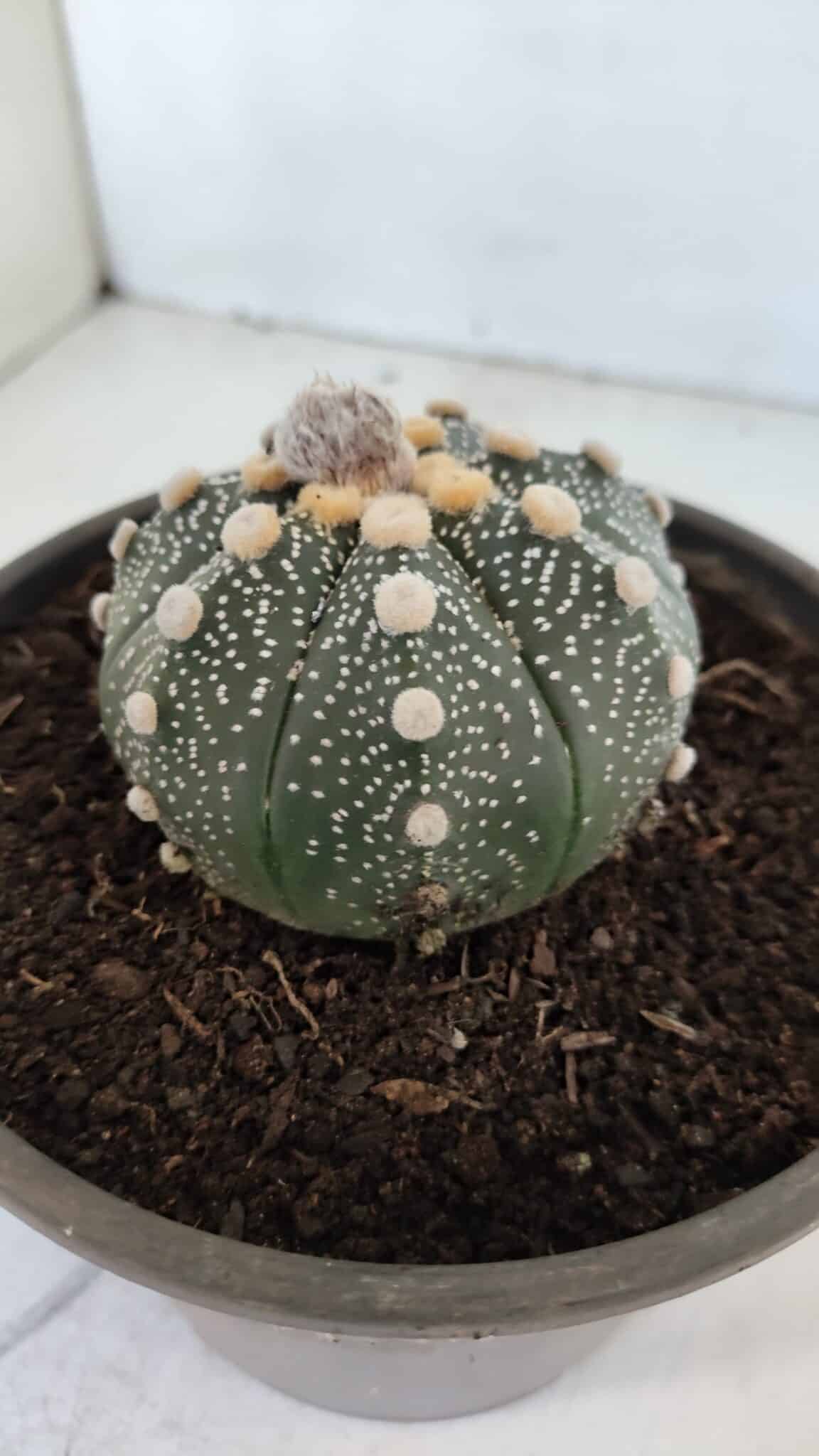 MATRIZ ASTROPHYTUM ASTERIAS Nº 870 – vaso 15 - foto 10