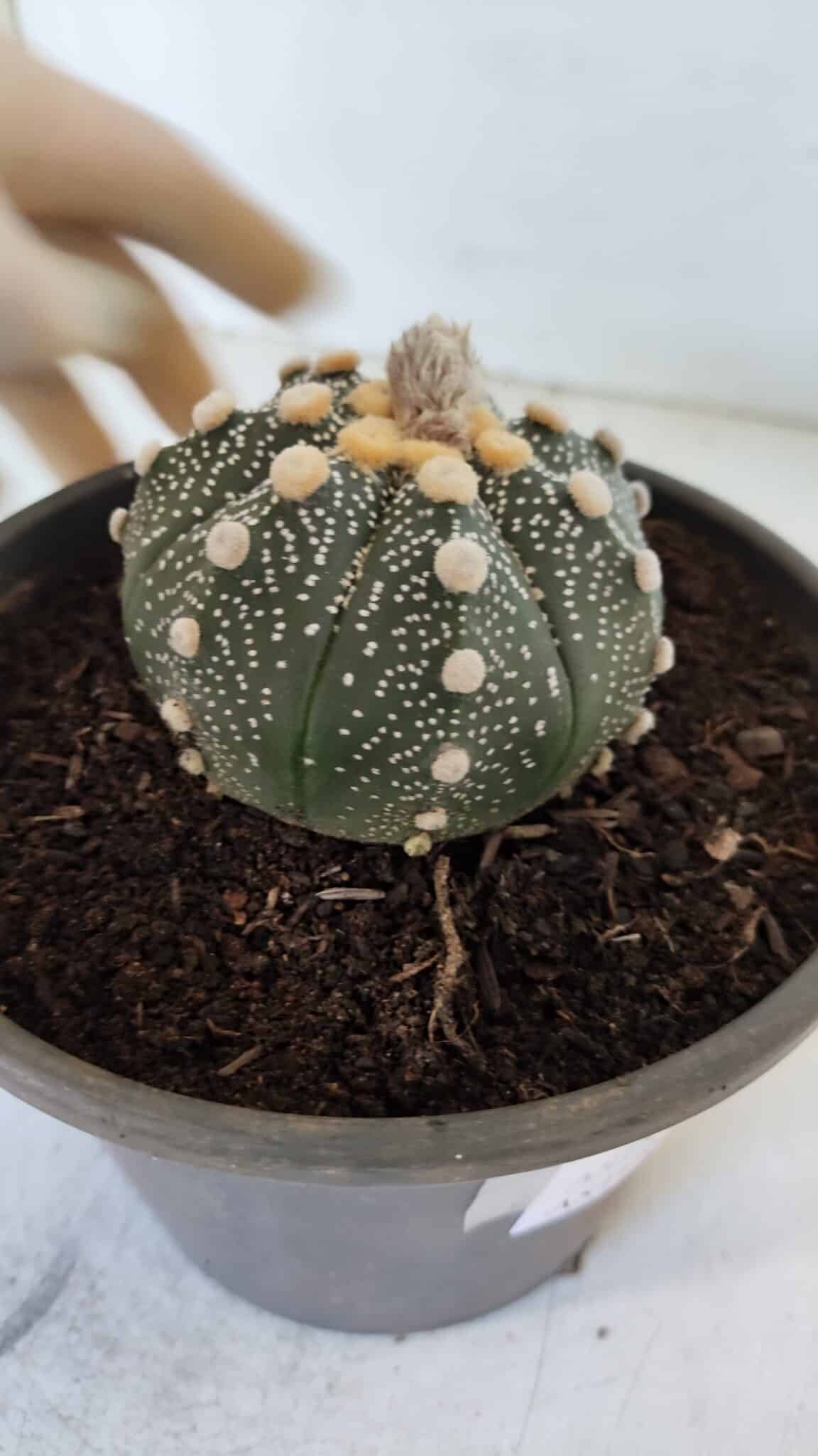 MATRIZ ASTROPHYTUM ASTERIAS Nº 870 – vaso 15 - foto 9