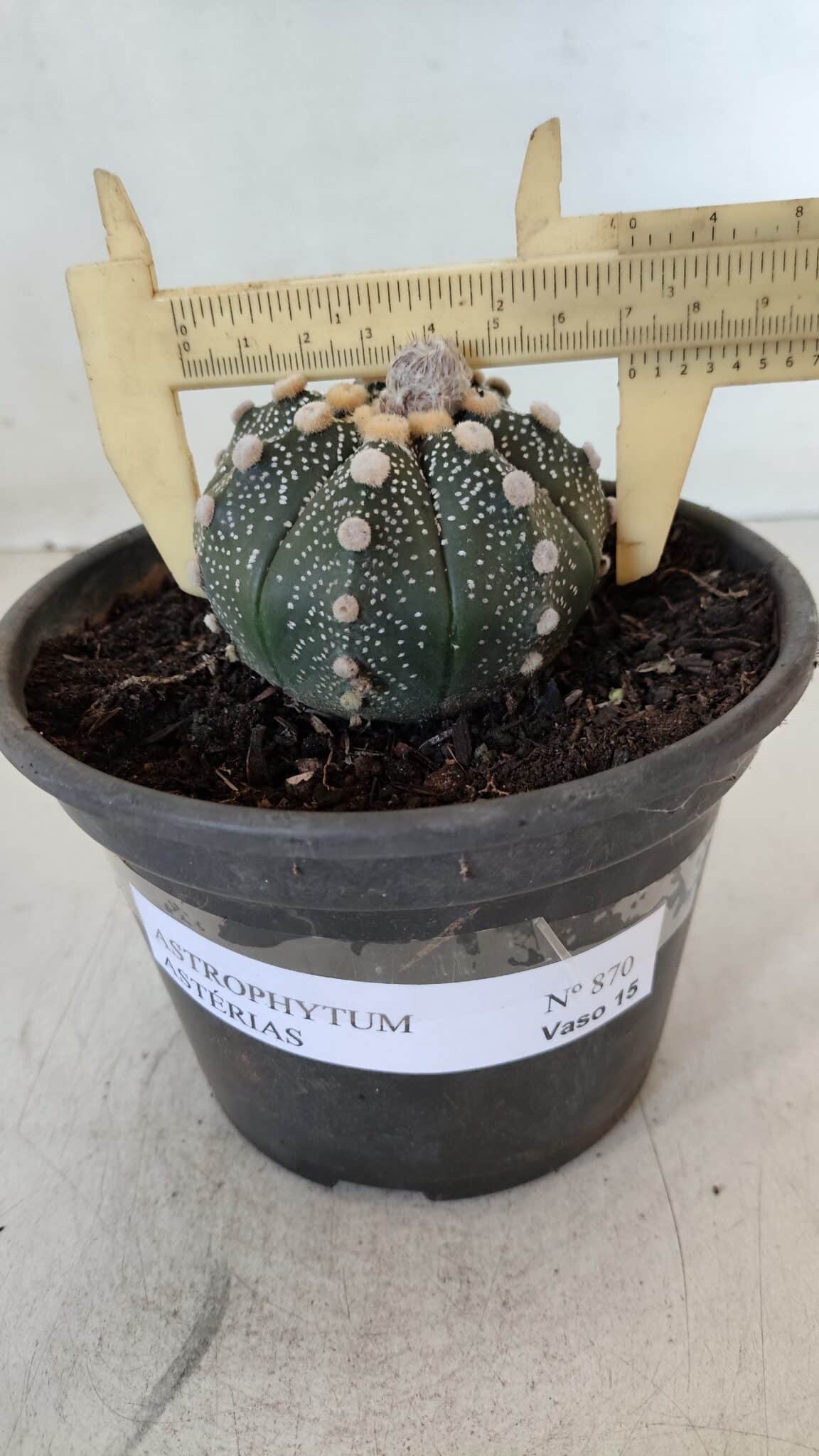 MATRIZ ASTROPHYTUM ASTERIAS Nº 870 – vaso 15 - foto 6