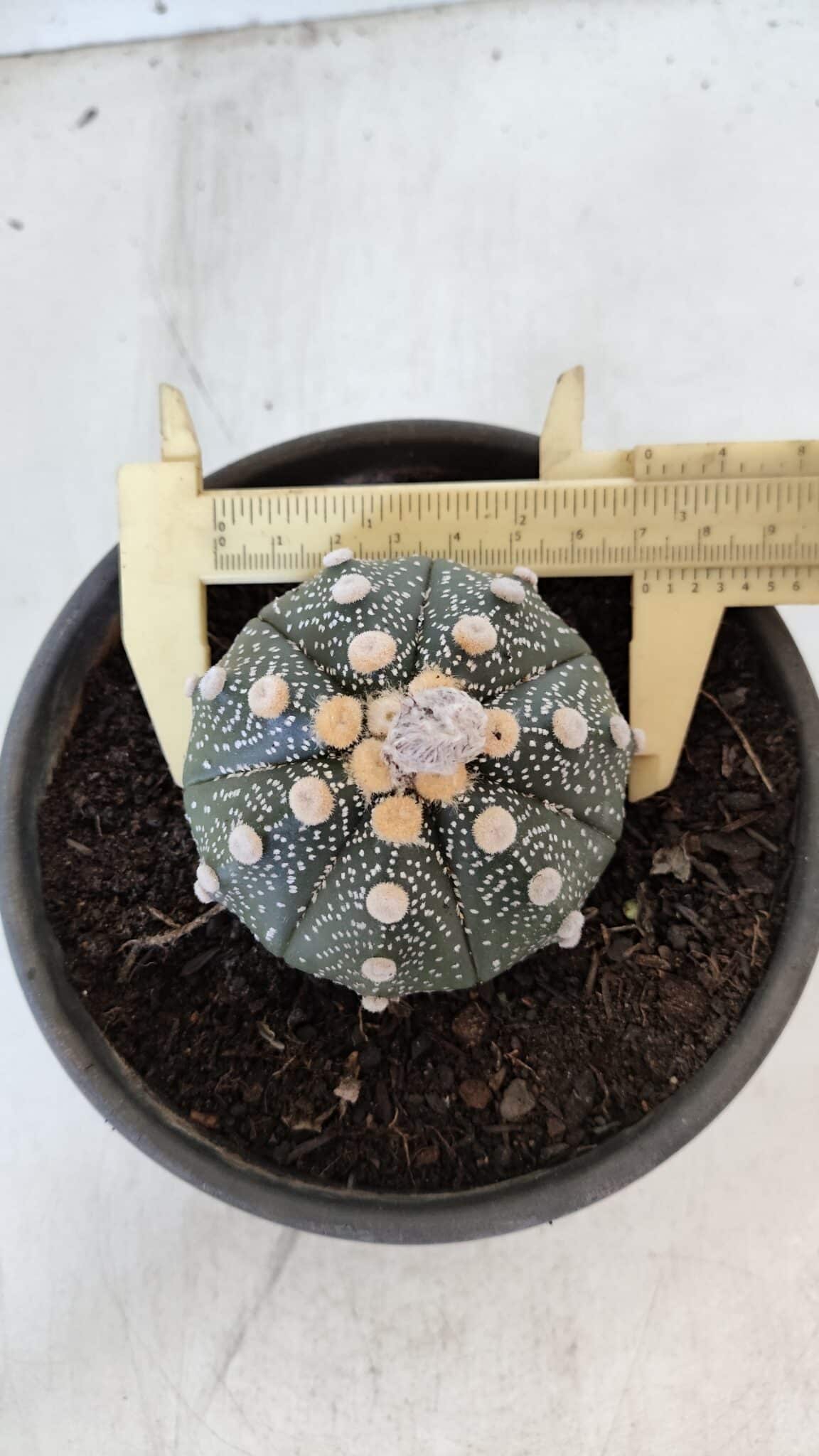 MATRIZ ASTROPHYTUM ASTERIAS Nº 870 – vaso 15 - foto 7