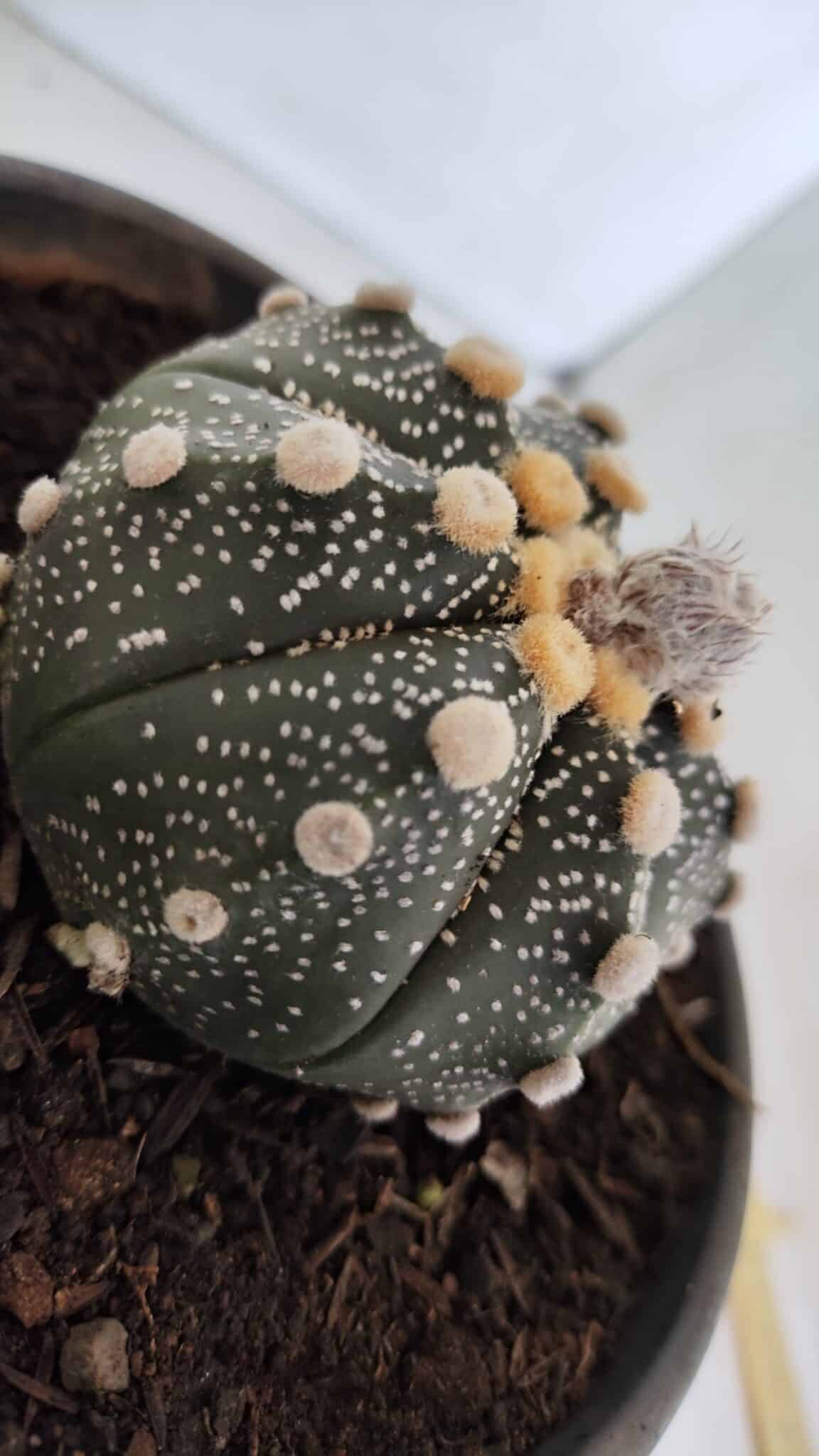 MATRIZ ASTROPHYTUM ASTERIAS Nº 870 – vaso 15 - foto 8