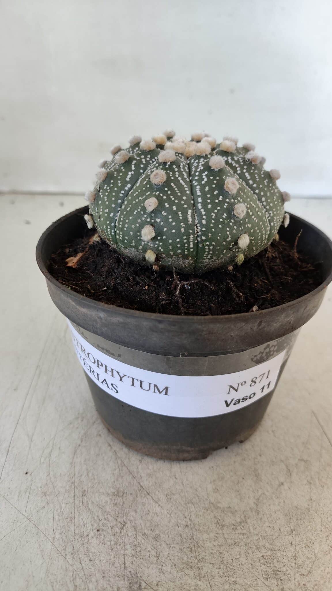 ASTROPHYTUM ASTERIAS Nº 871 – vaso 11