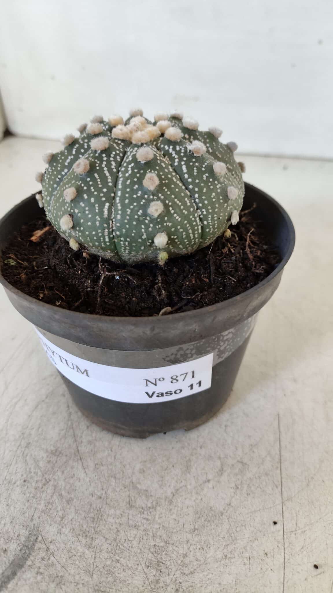 ASTROPHYTUM ASTERIAS Nº 871 – vaso 11
