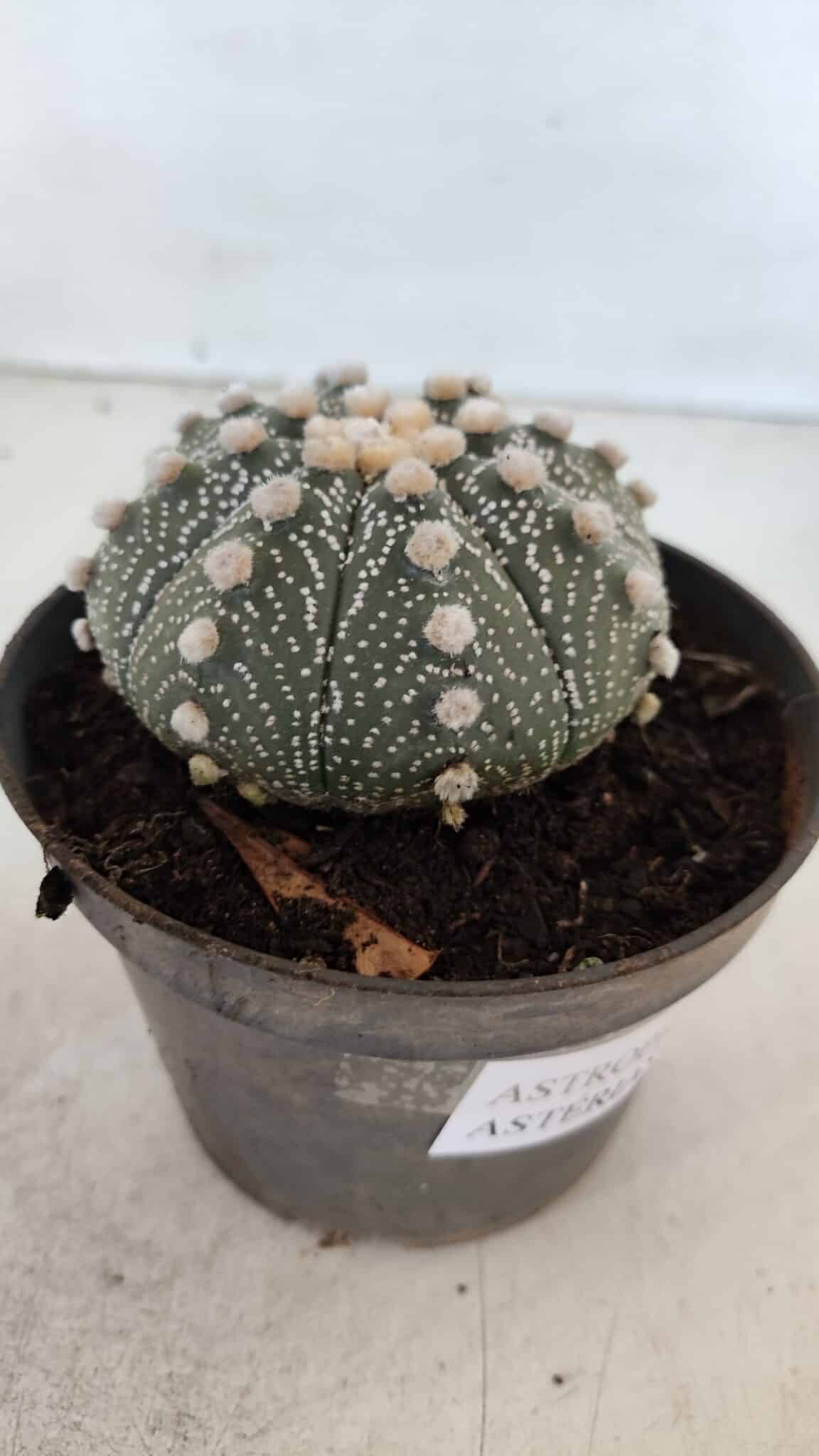 ASTROPHYTUM ASTERIAS Nº 871 – vaso 11