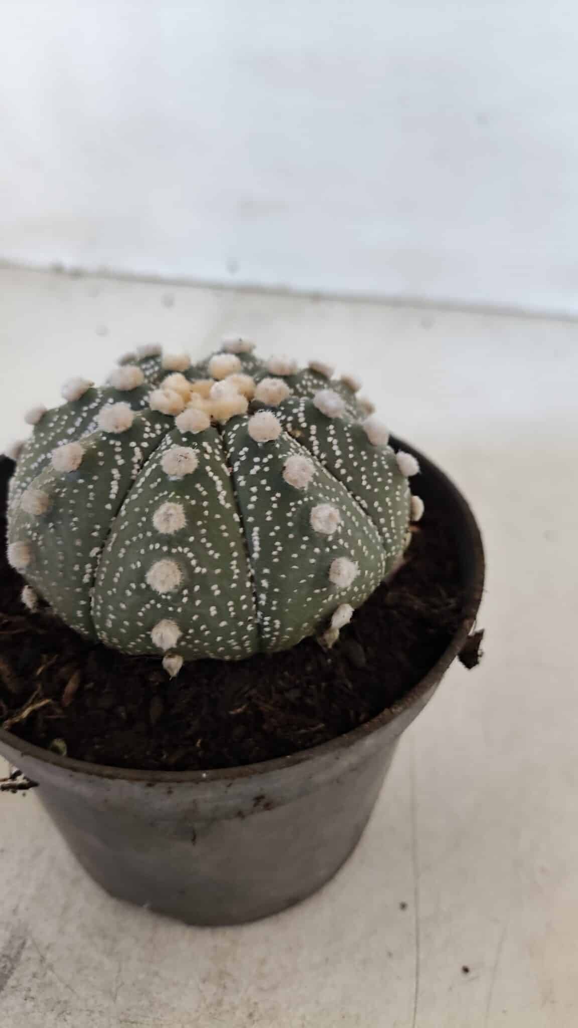 ASTROPHYTUM ASTERIAS Nº 871 – vaso 11