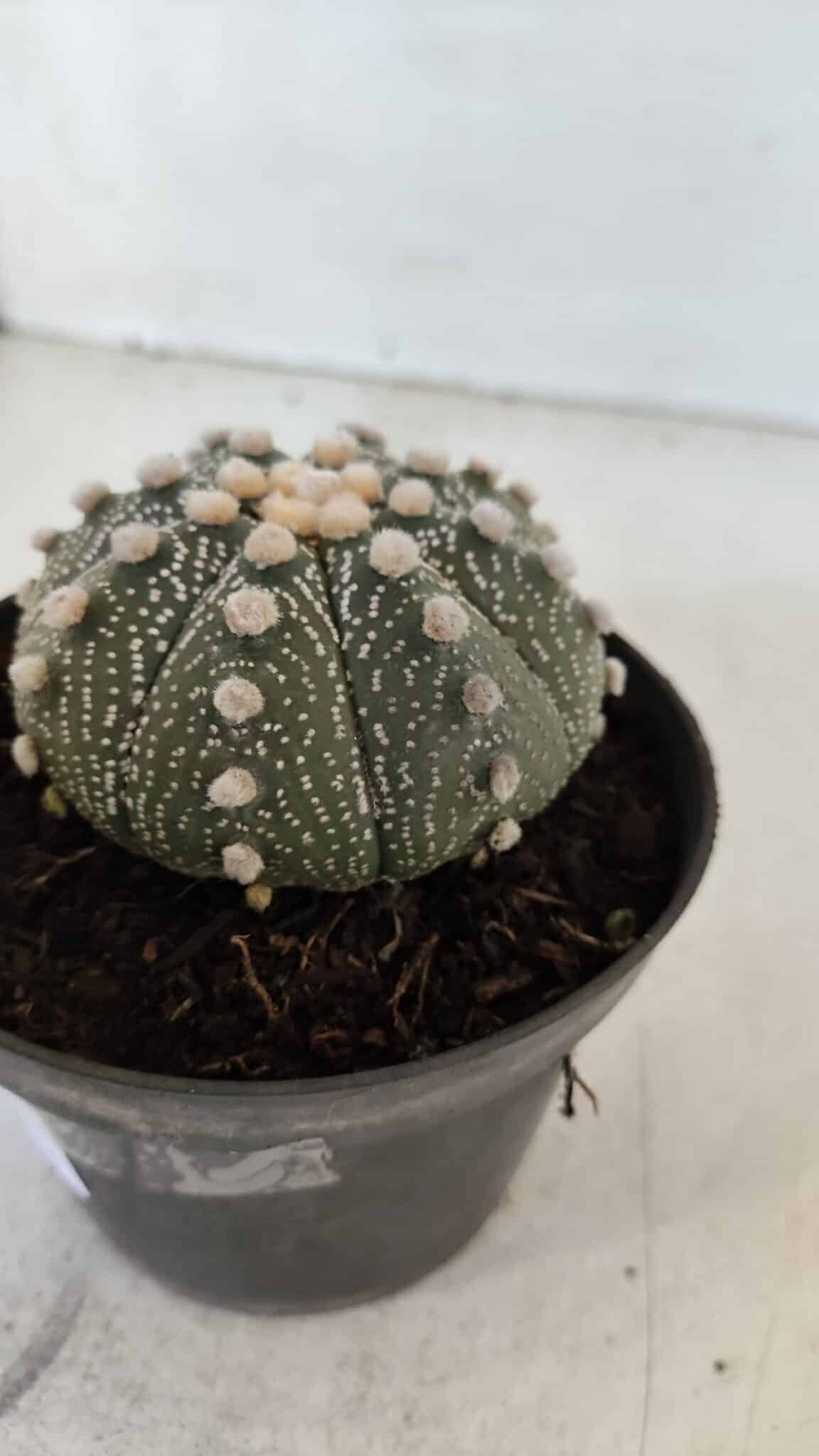 ASTROPHYTUM ASTERIAS Nº 871 – vaso 11