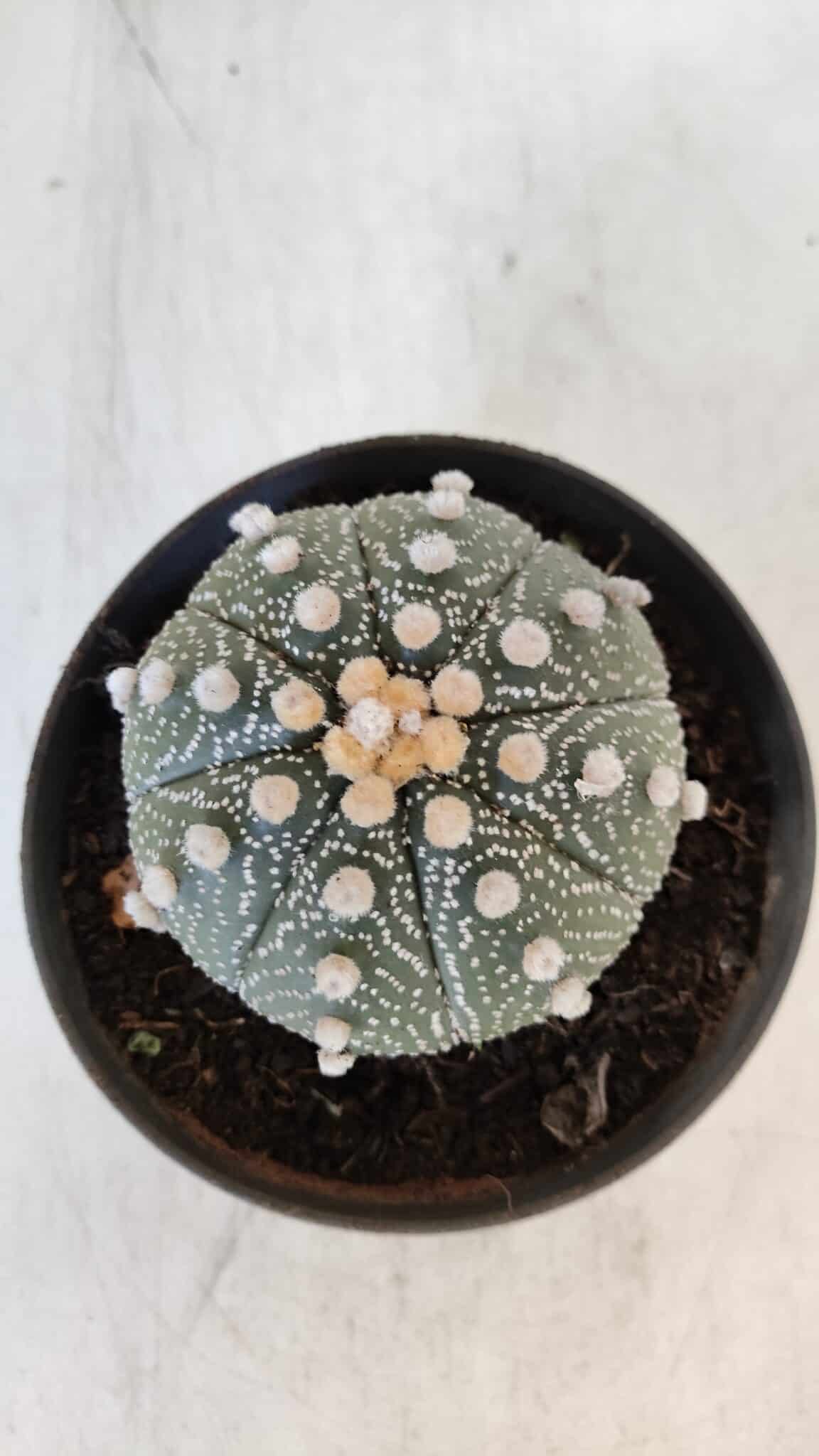 ASTROPHYTUM ASTERIAS Nº 871 – vaso 11