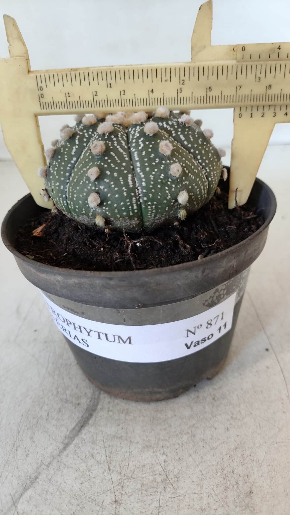 ASTROPHYTUM ASTERIAS Nº 871 – vaso 11