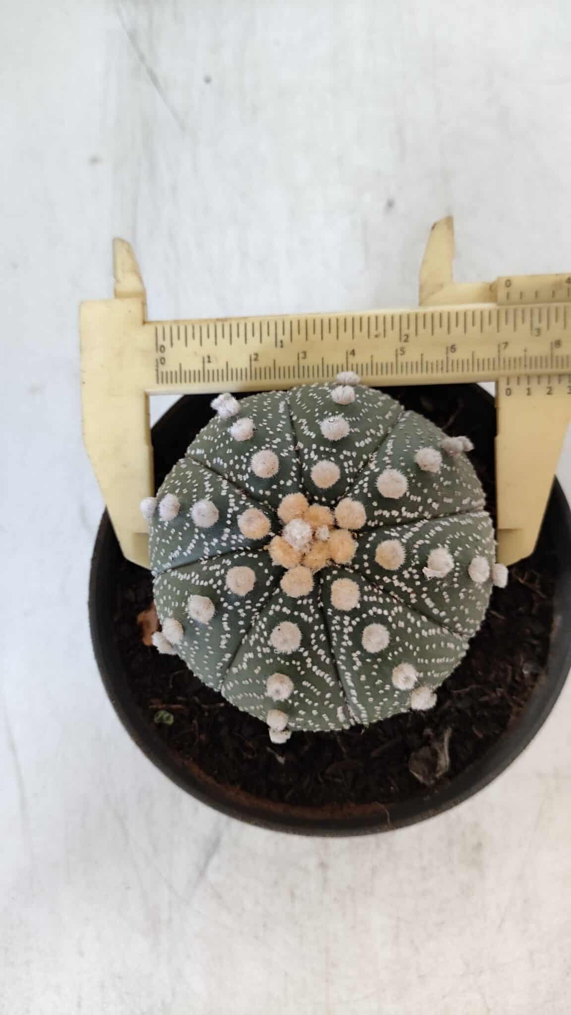 ASTROPHYTUM ASTERIAS Nº 871 – vaso 11