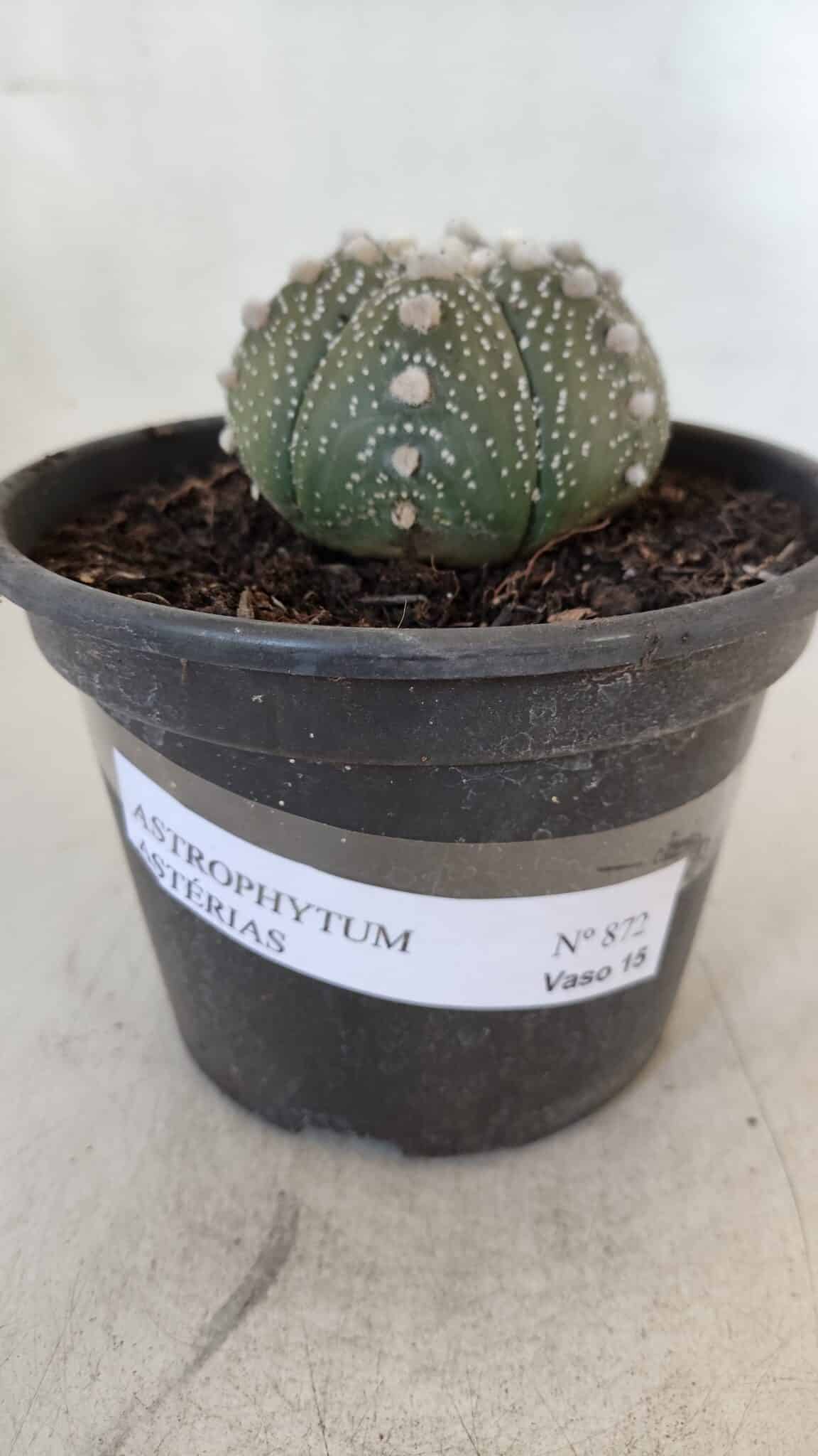 ASTROPHYTUM ASTERIAS Nº 872 – vaso 15 - foto 4