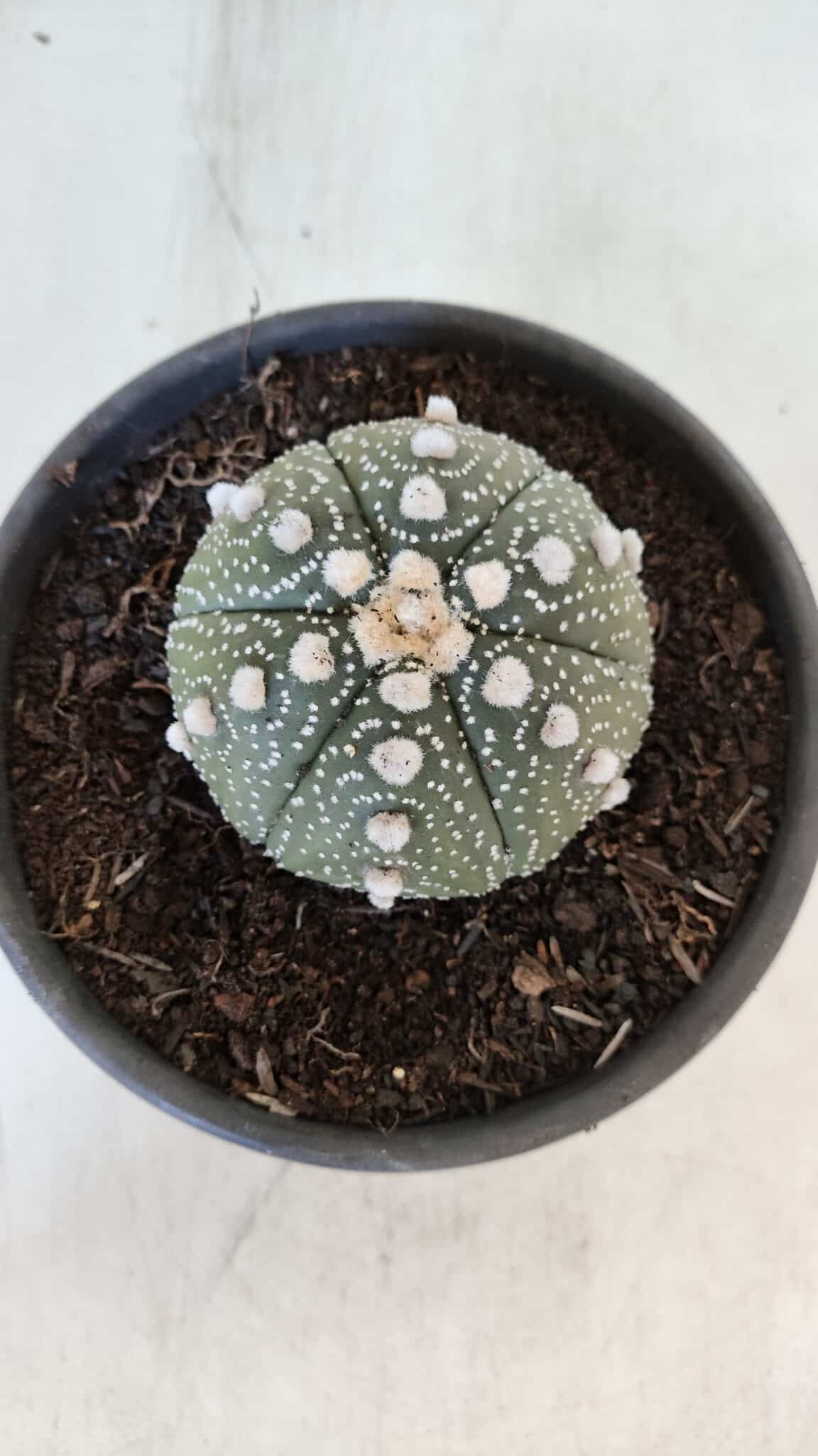 ASTROPHYTUM ASTERIAS Nº 872 – vaso 15 - foto 5