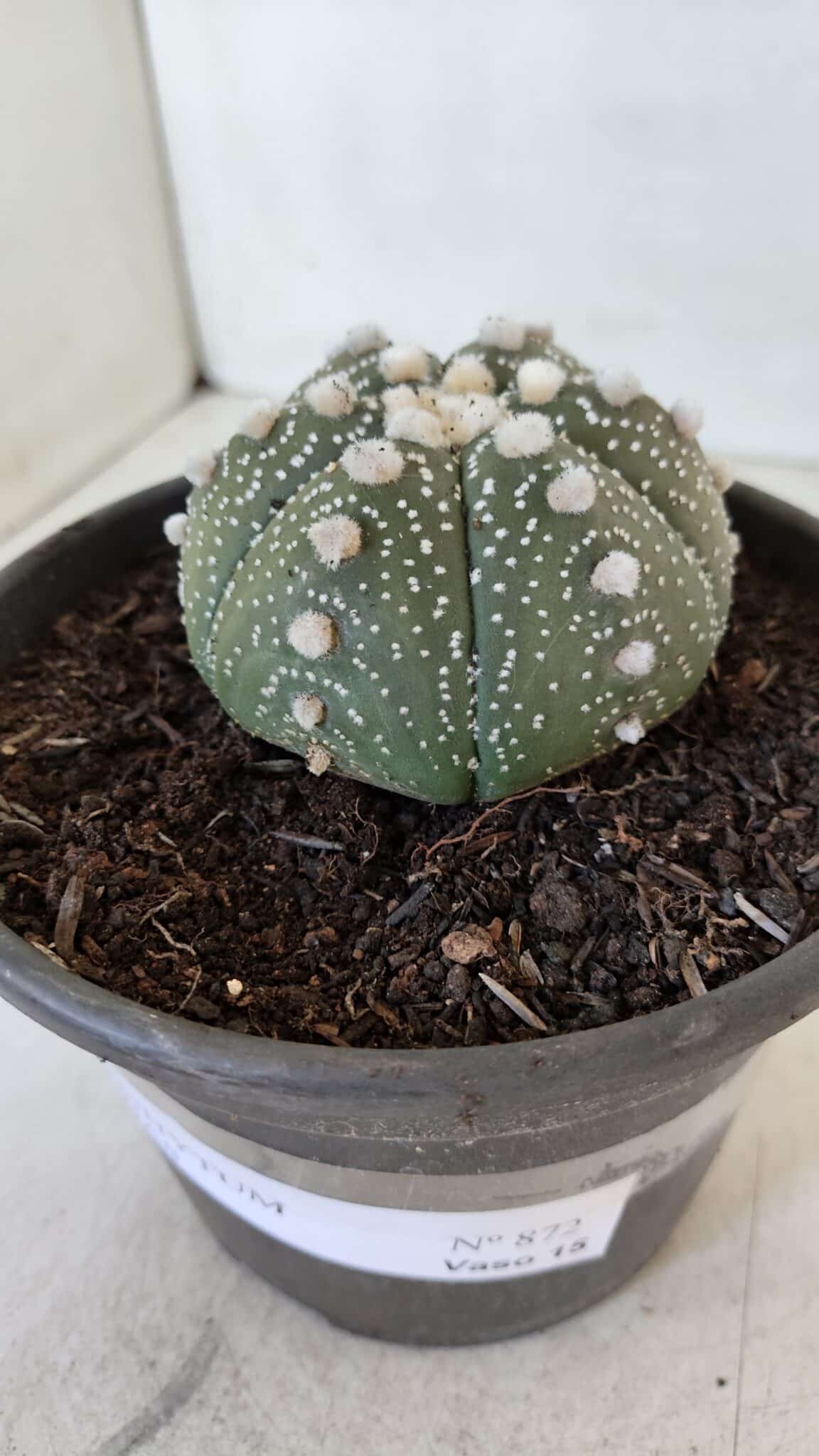 ASTROPHYTUM ASTERIAS Nº 872 – vaso 15 - foto 12