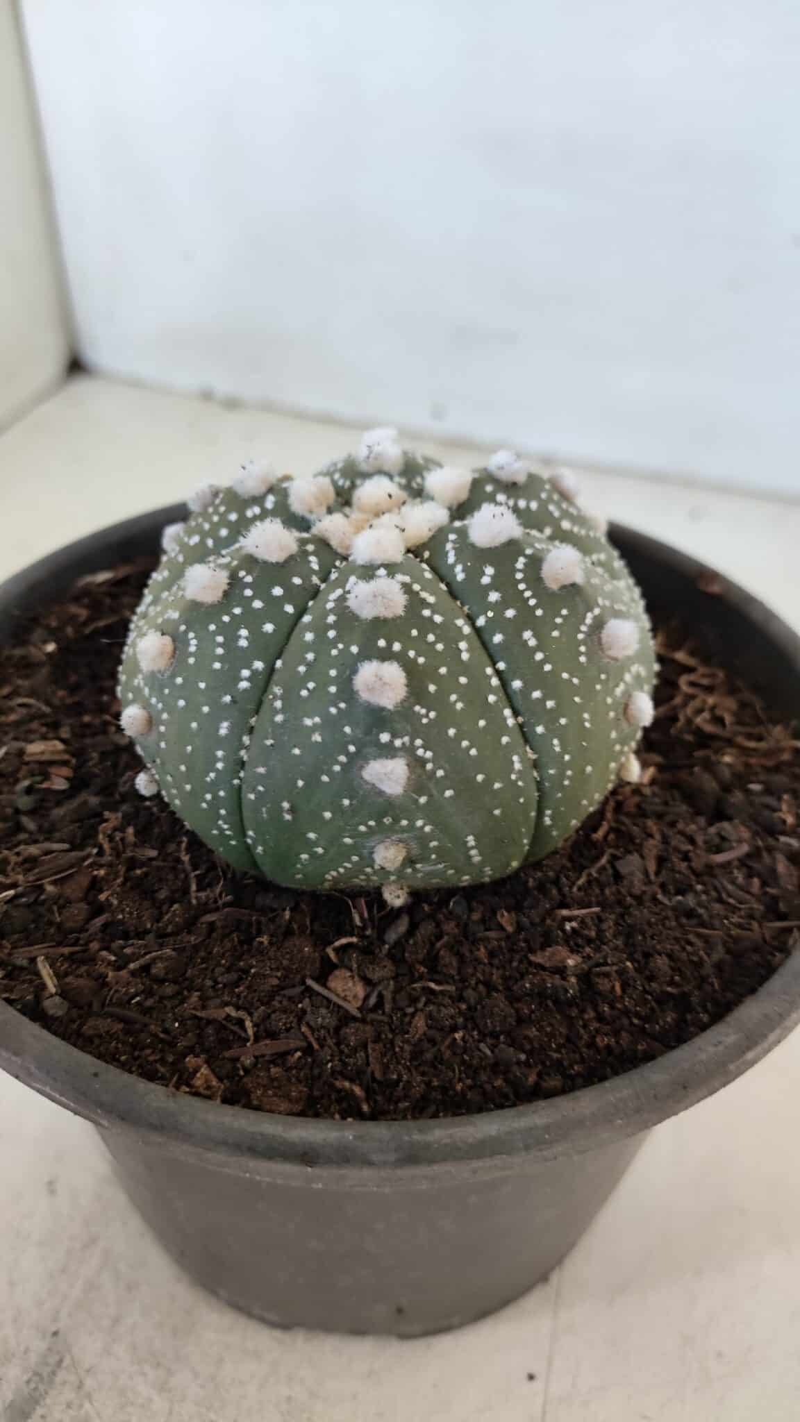 ASTROPHYTUM ASTERIAS Nº 872 – vaso 15 - foto 11