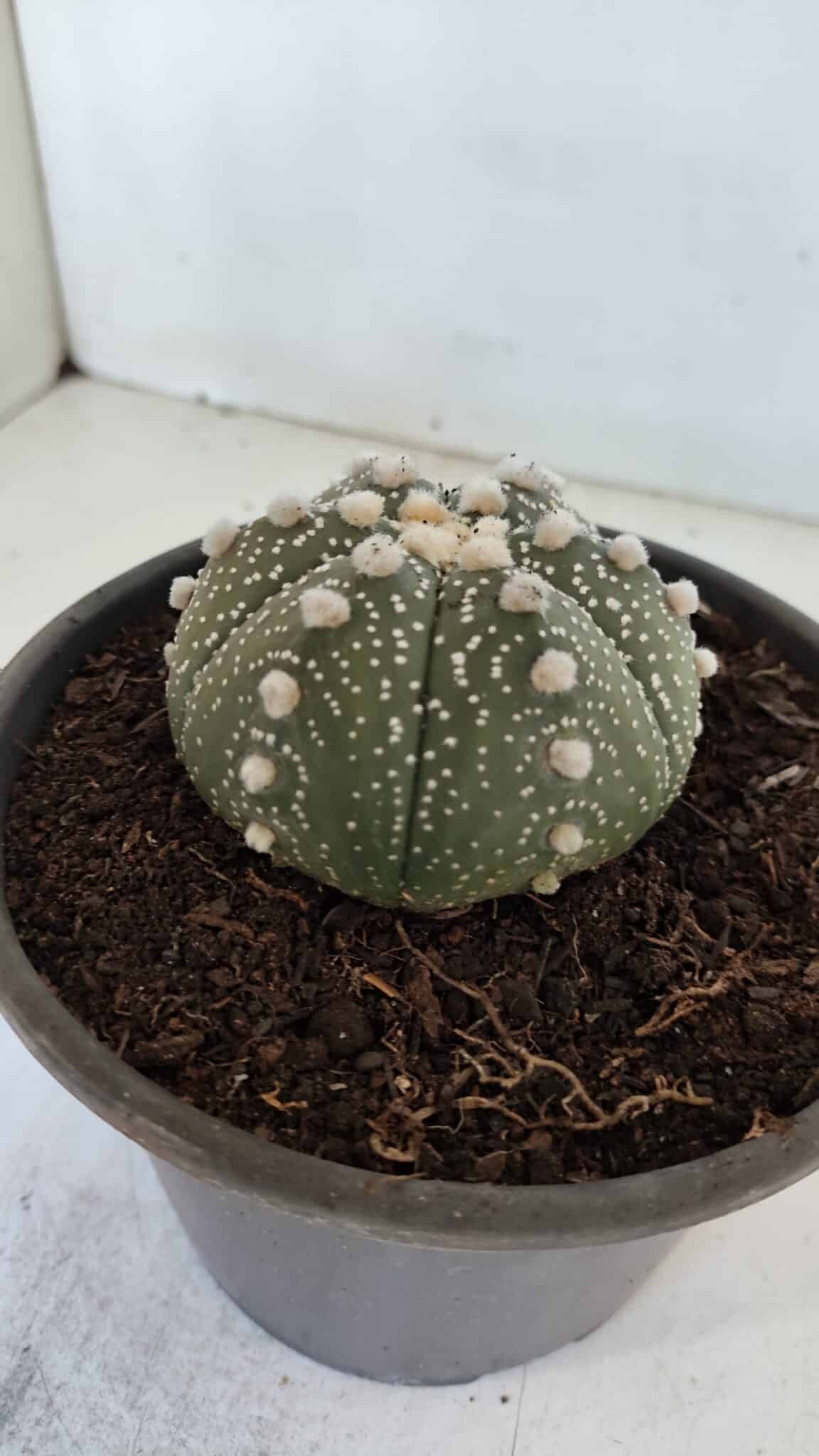 ASTROPHYTUM ASTERIAS Nº 872 – vaso 15 - foto 10
