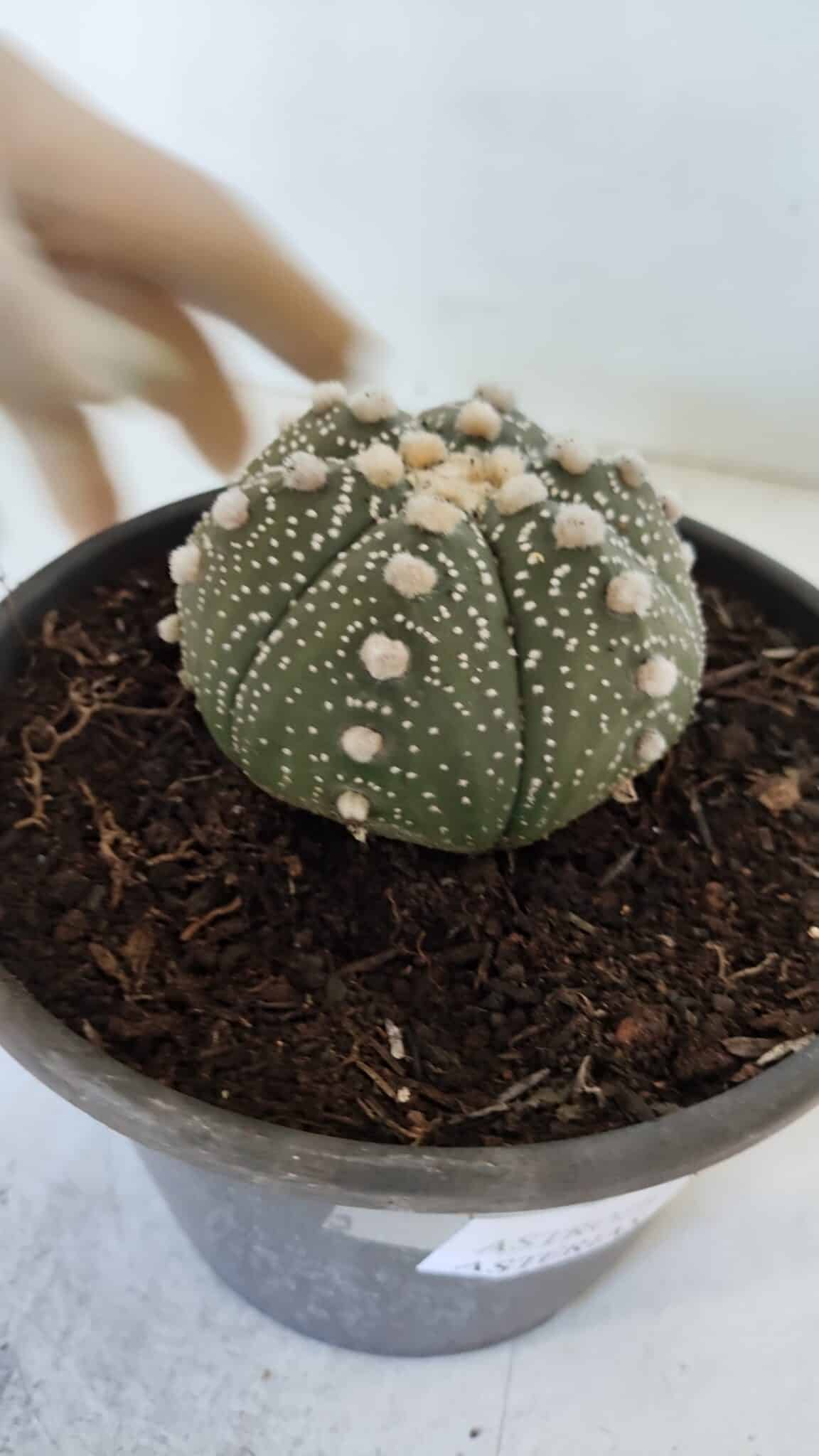 ASTROPHYTUM ASTERIAS Nº 872 – vaso 15 - foto 9