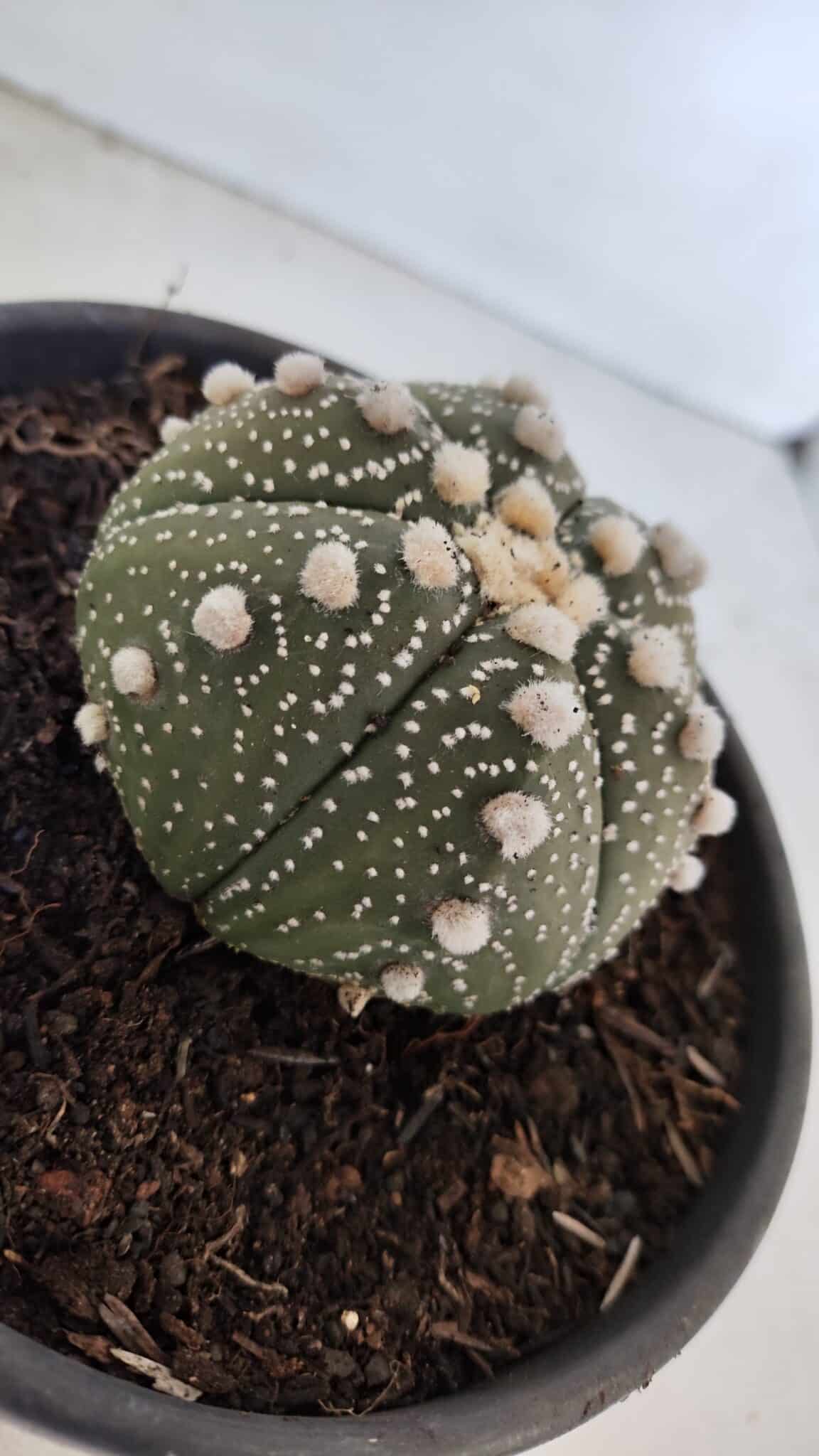 ASTROPHYTUM ASTERIAS Nº 872 – vaso 15 - foto 8