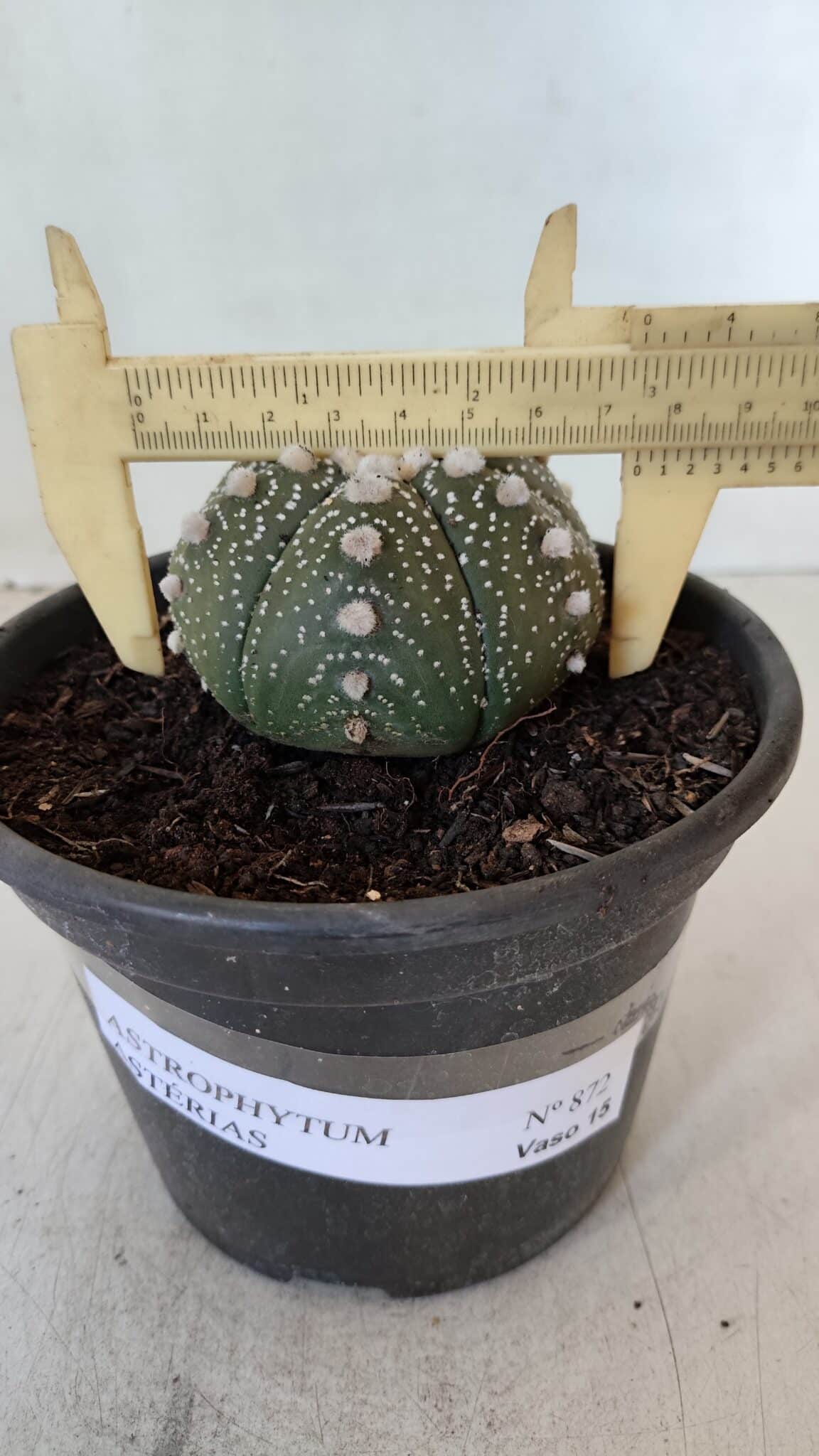 ASTROPHYTUM ASTERIAS Nº 872 – vaso 15 - foto 6
