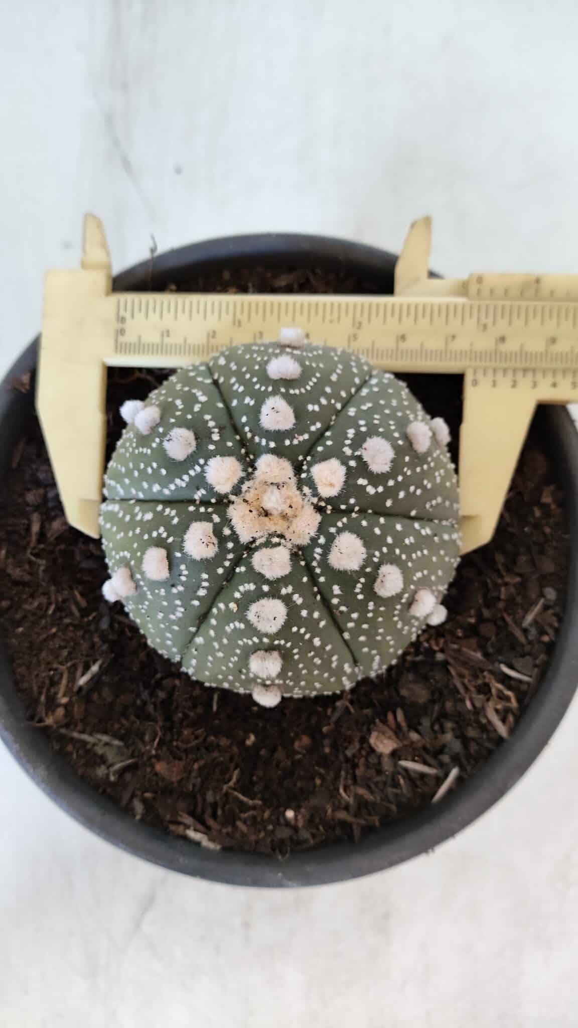 ASTROPHYTUM ASTERIAS Nº 872 – vaso 15 - foto 7