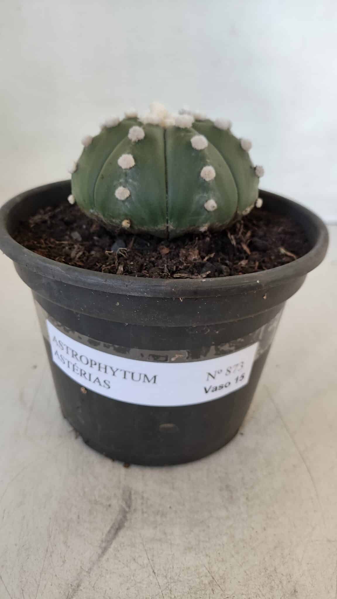 ASTROPHYTUM ASTERIAS Nº 873 – vaso 15