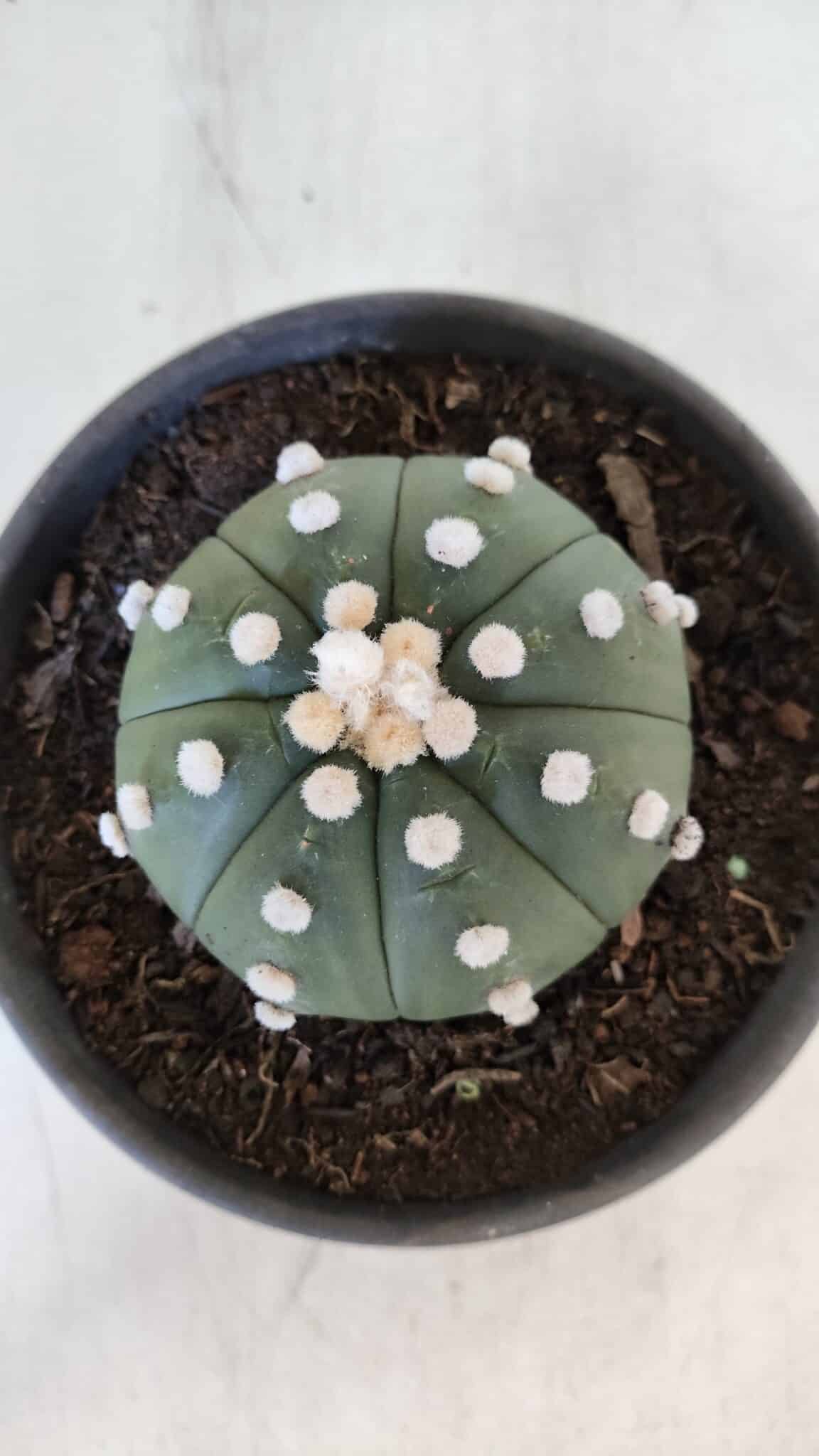 ASTROPHYTUM ASTERIAS Nº 873 – vaso 15