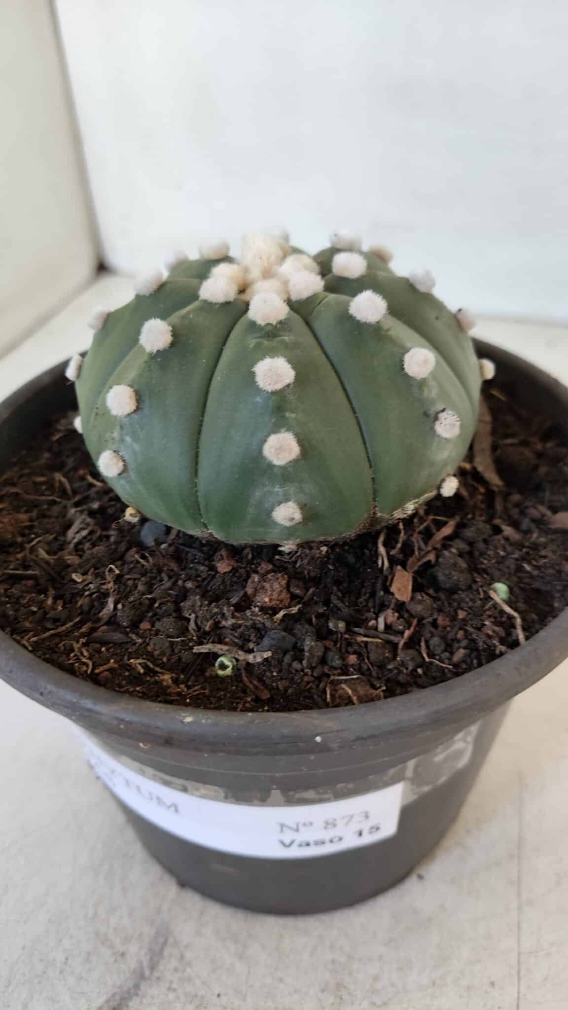 ASTROPHYTUM ASTERIAS Nº 873 – vaso 15
