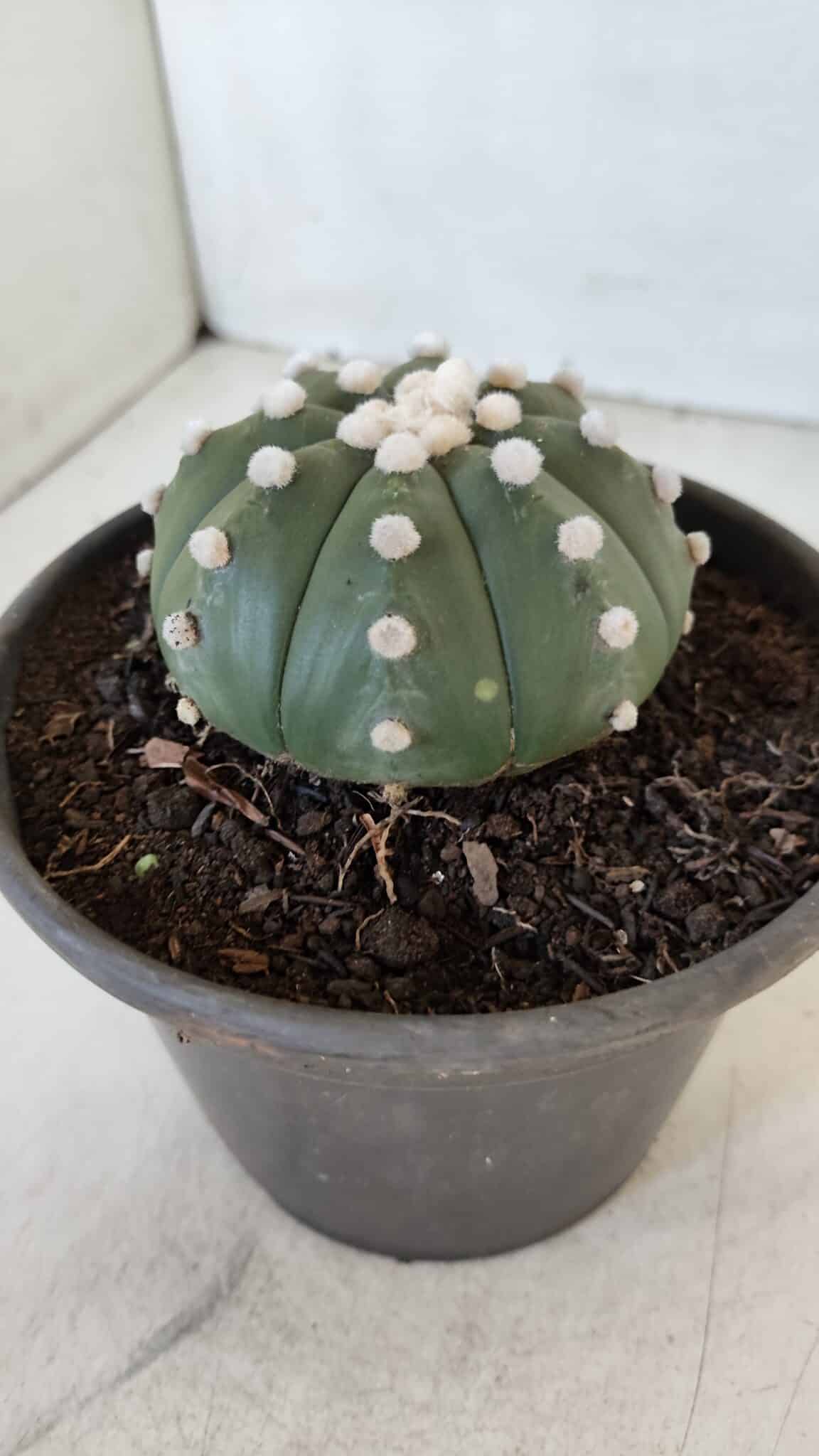 ASTROPHYTUM ASTERIAS Nº 873 – vaso 15