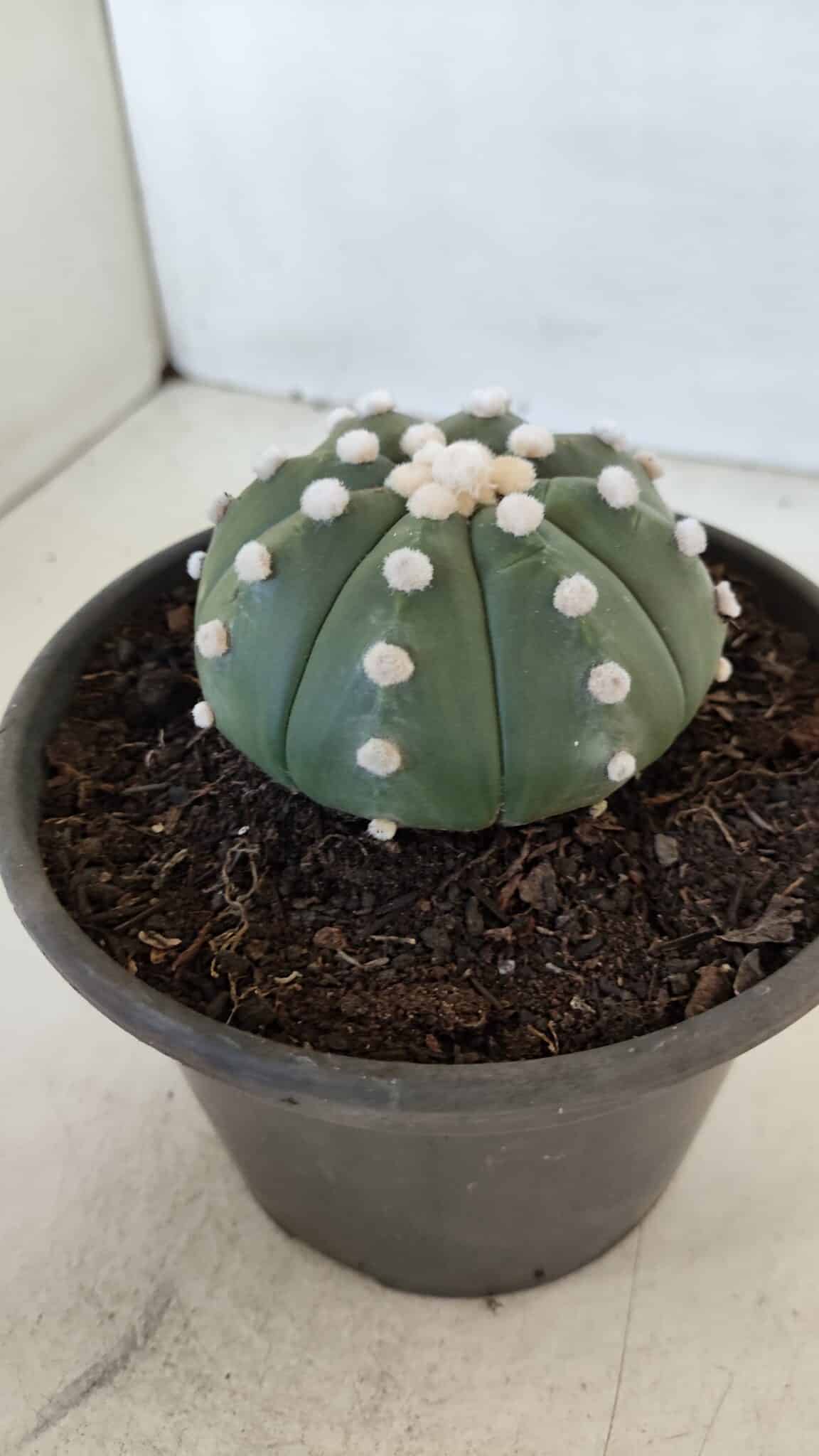 ASTROPHYTUM ASTERIAS Nº 873 – vaso 15