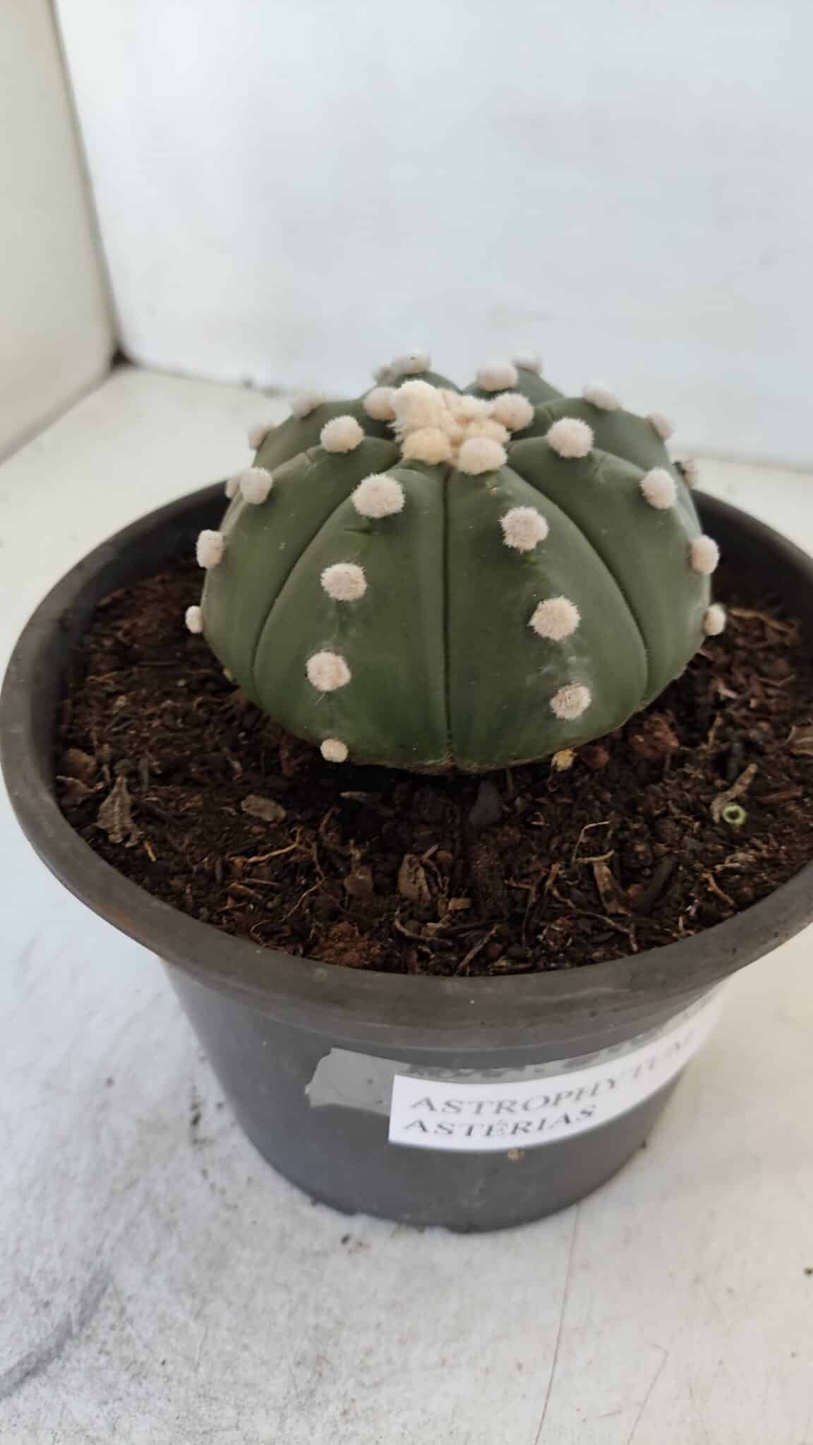 ASTROPHYTUM ASTERIAS Nº 873 – vaso 15