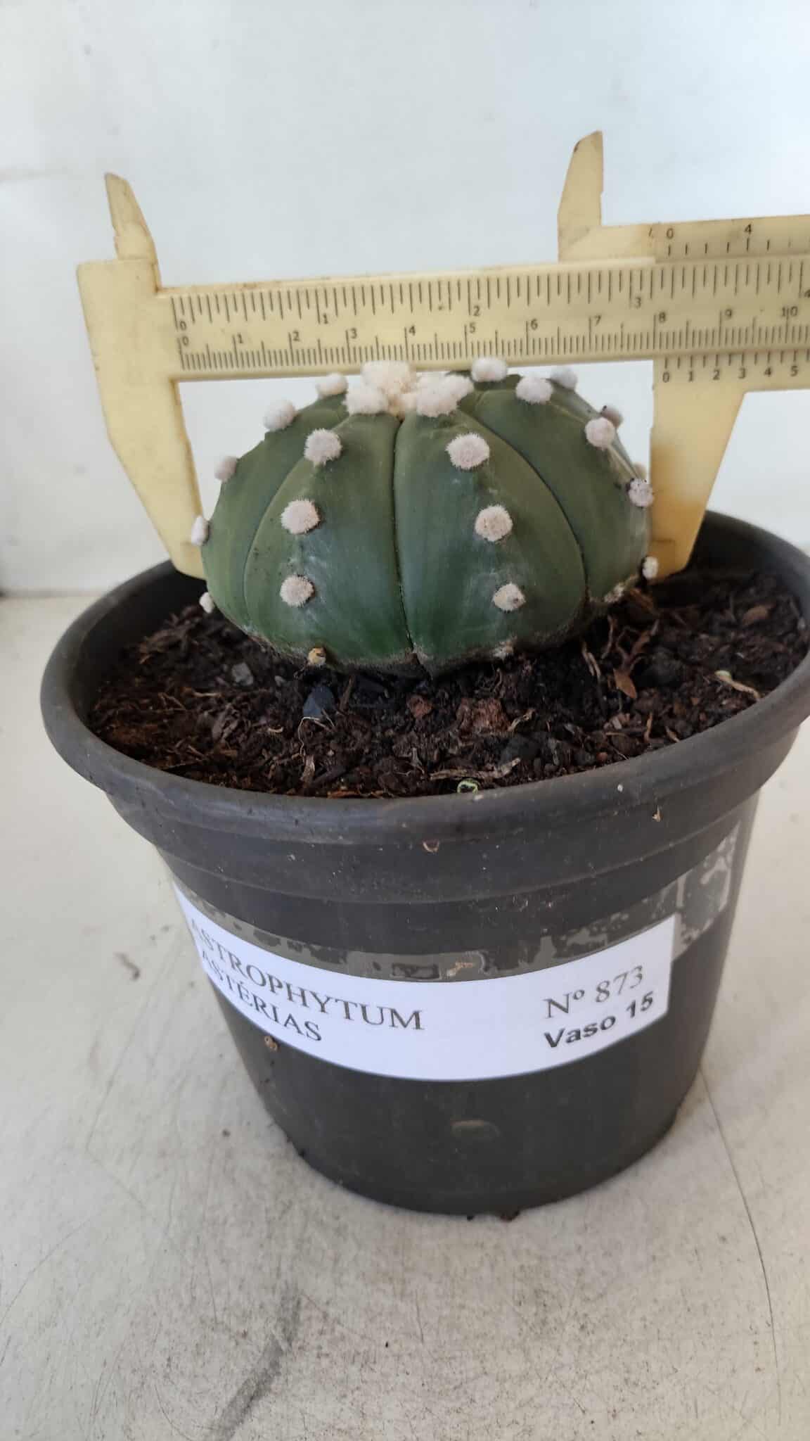 ASTROPHYTUM ASTERIAS Nº 873 – vaso 15