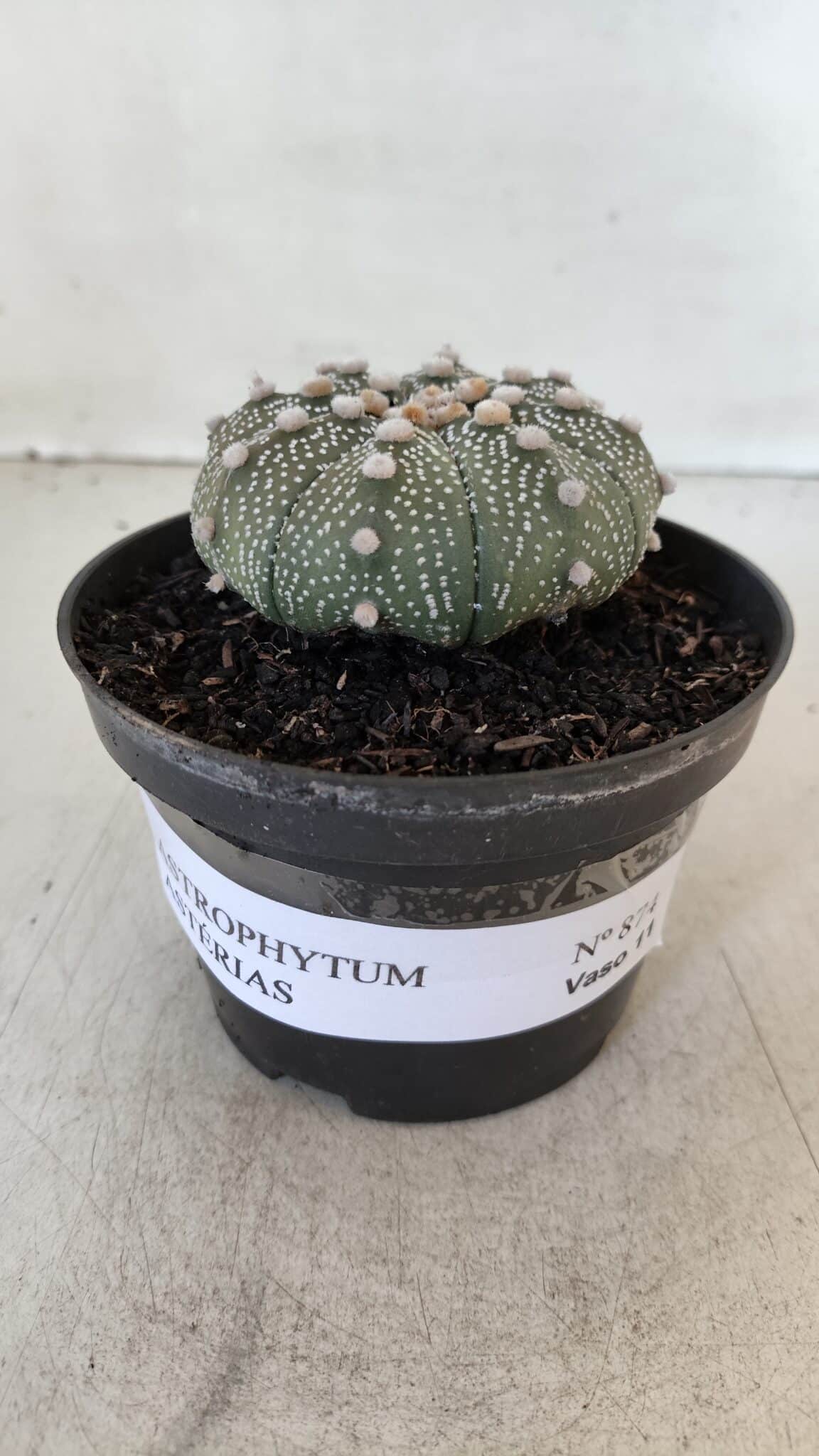 ASTROPHYTUM ASTERIAS Nº 874 – vaso 11