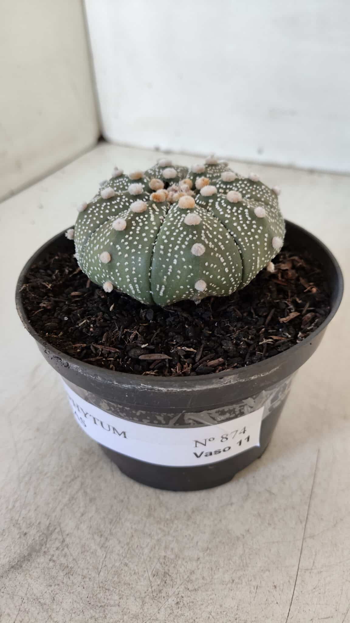 ASTROPHYTUM ASTERIAS Nº 874 – vaso 11