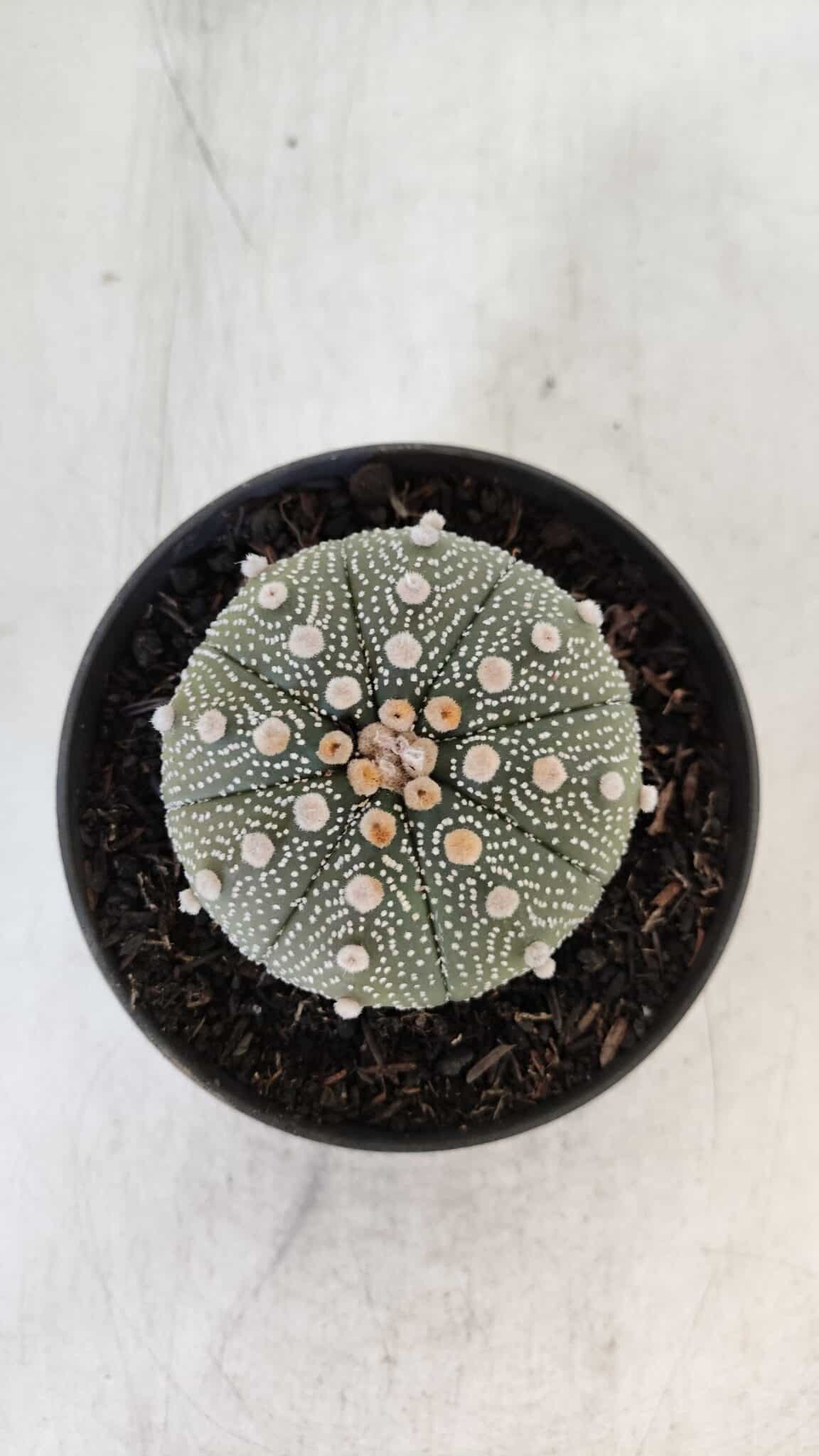 ASTROPHYTUM ASTERIAS Nº 874 – vaso 11