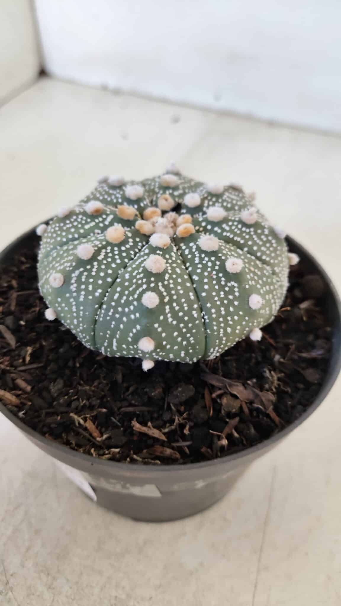 ASTROPHYTUM ASTERIAS Nº 874 – vaso 11