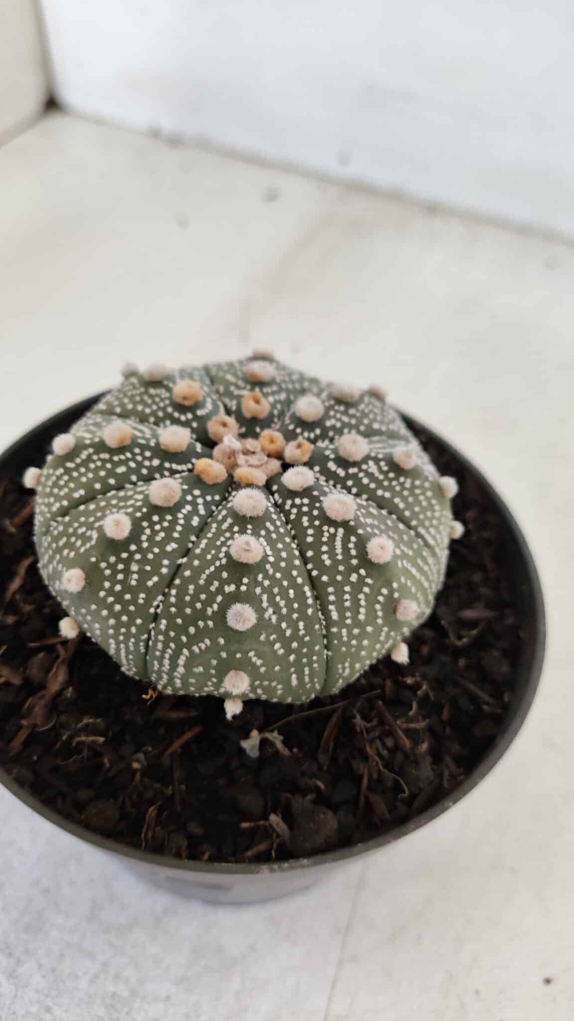 ASTROPHYTUM ASTERIAS Nº 874 – vaso 11
