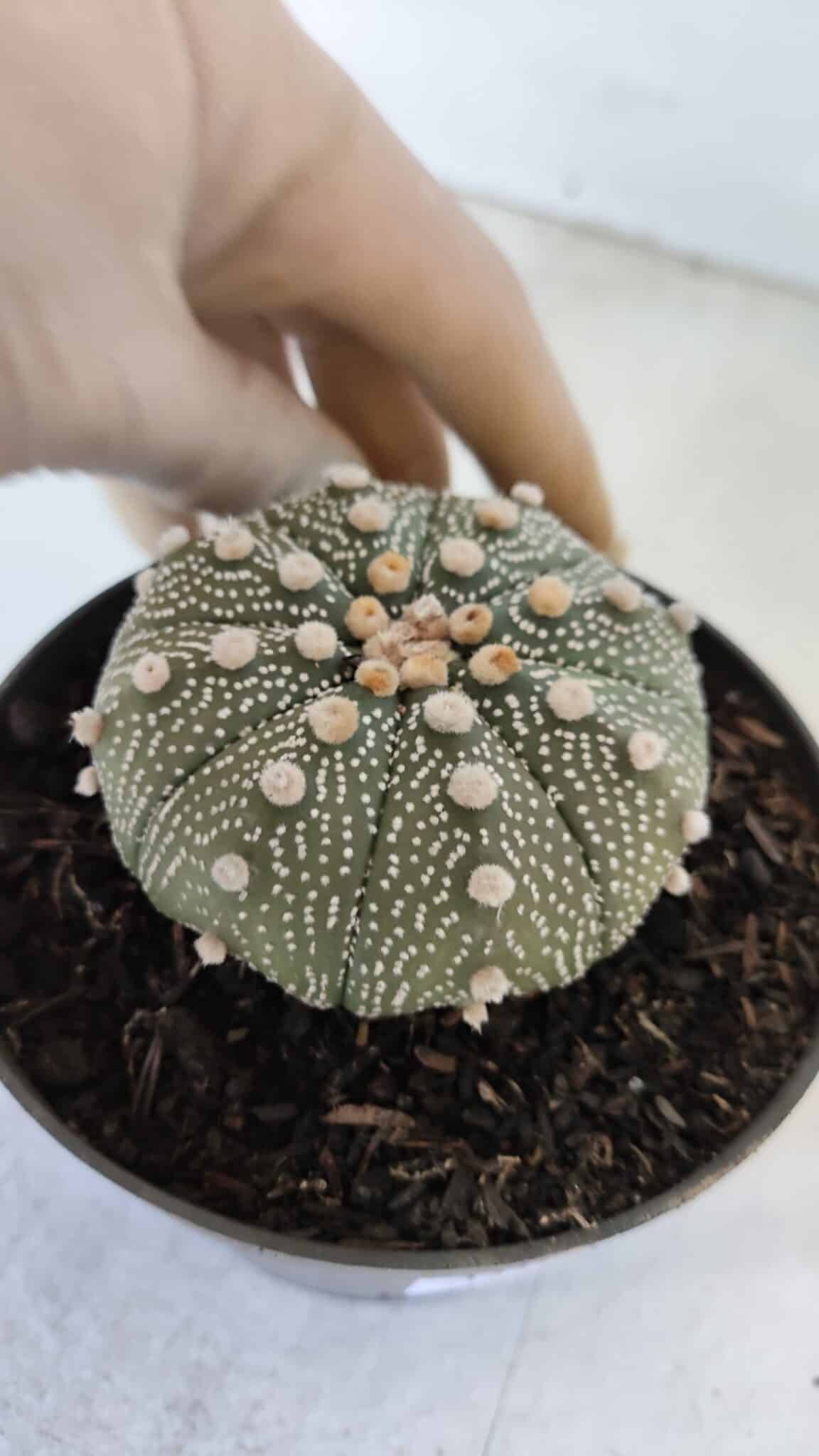 ASTROPHYTUM ASTERIAS Nº 874 – vaso 11