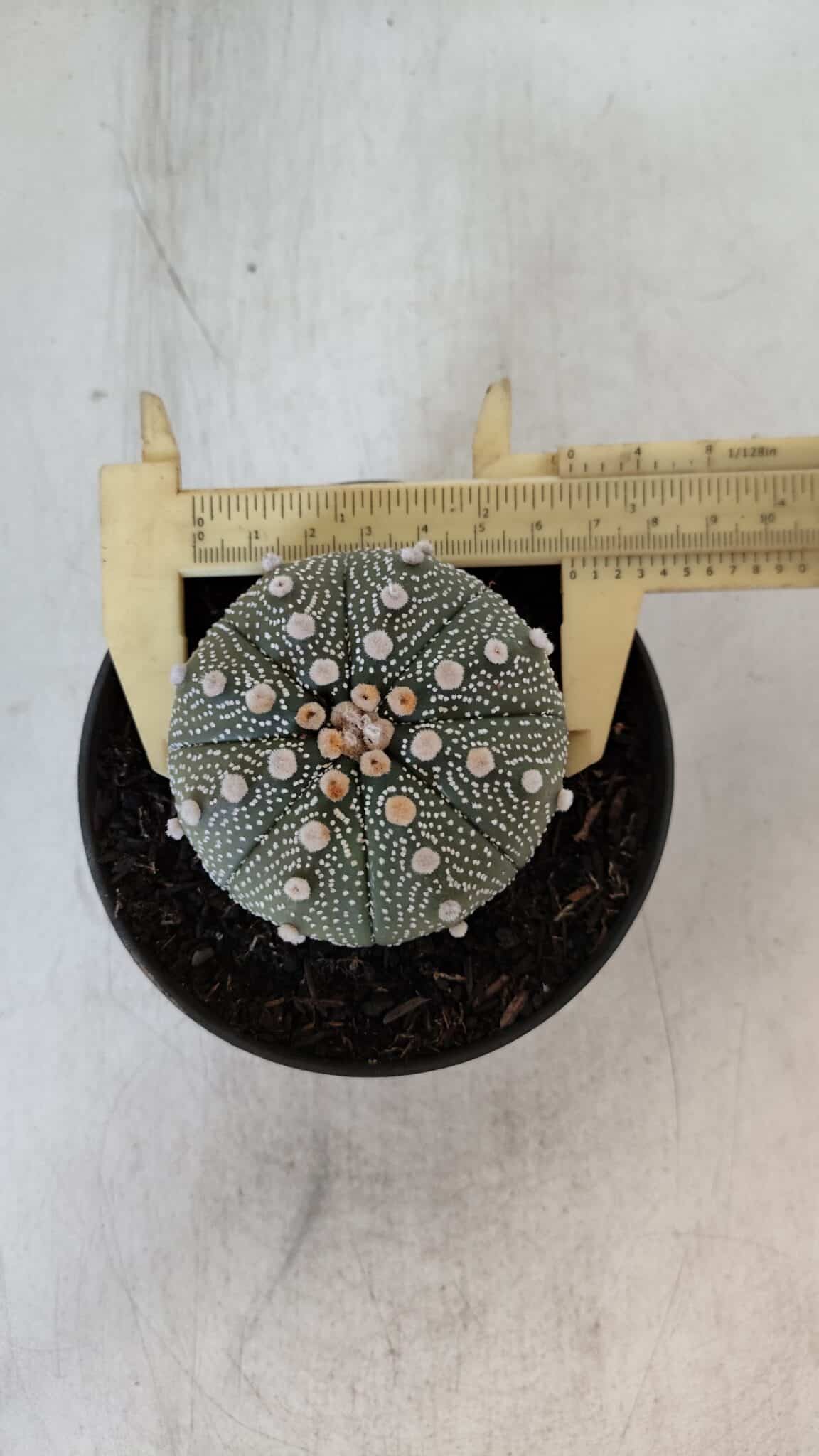 ASTROPHYTUM ASTERIAS Nº 874 – vaso 11