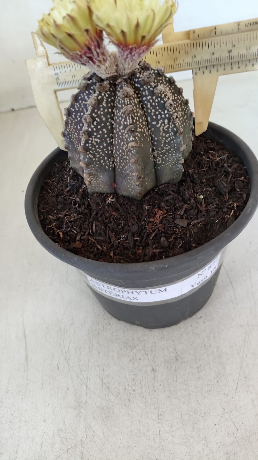 ASTROPHYTUM ASTERIAS  Nº 877 – vaso 15 - foto 7
