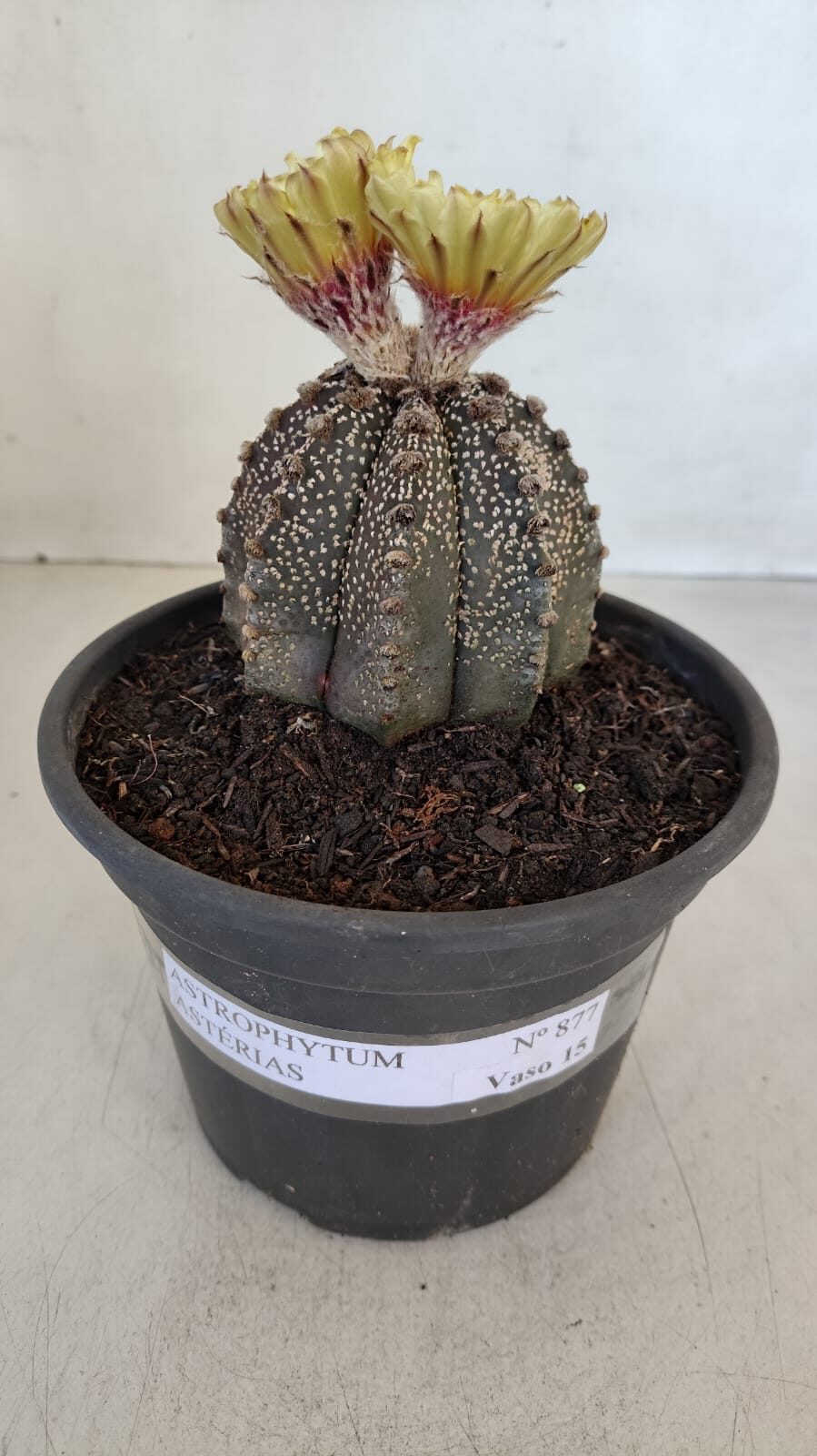 ASTROPHYTUM ASTERIAS  Nº 877 – vaso 15 - foto 2