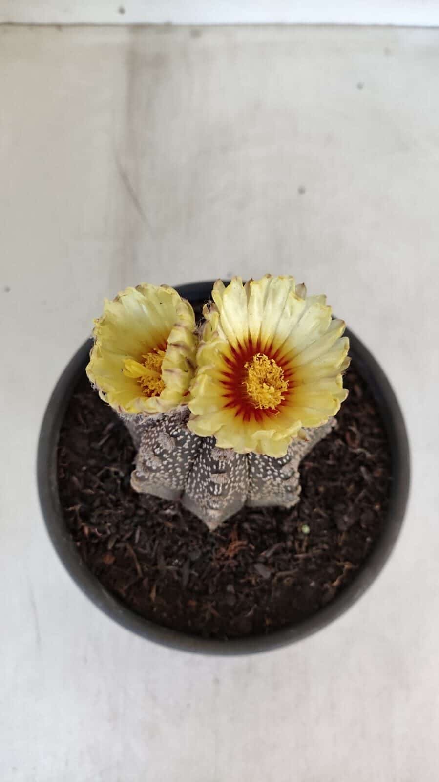 ASTROPHYTUM ASTERIAS  Nº 877 – vaso 15 - foto 3