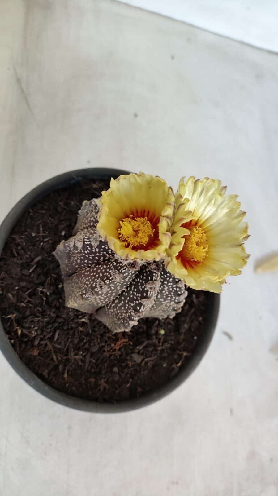 ASTROPHYTUM ASTERIAS  Nº 877 – vaso 15 - foto 5