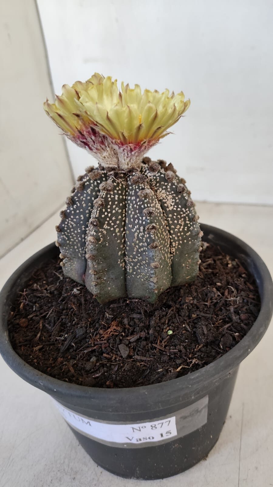 ASTROPHYTUM ASTERIAS  Nº 877 – vaso 15 - foto 10